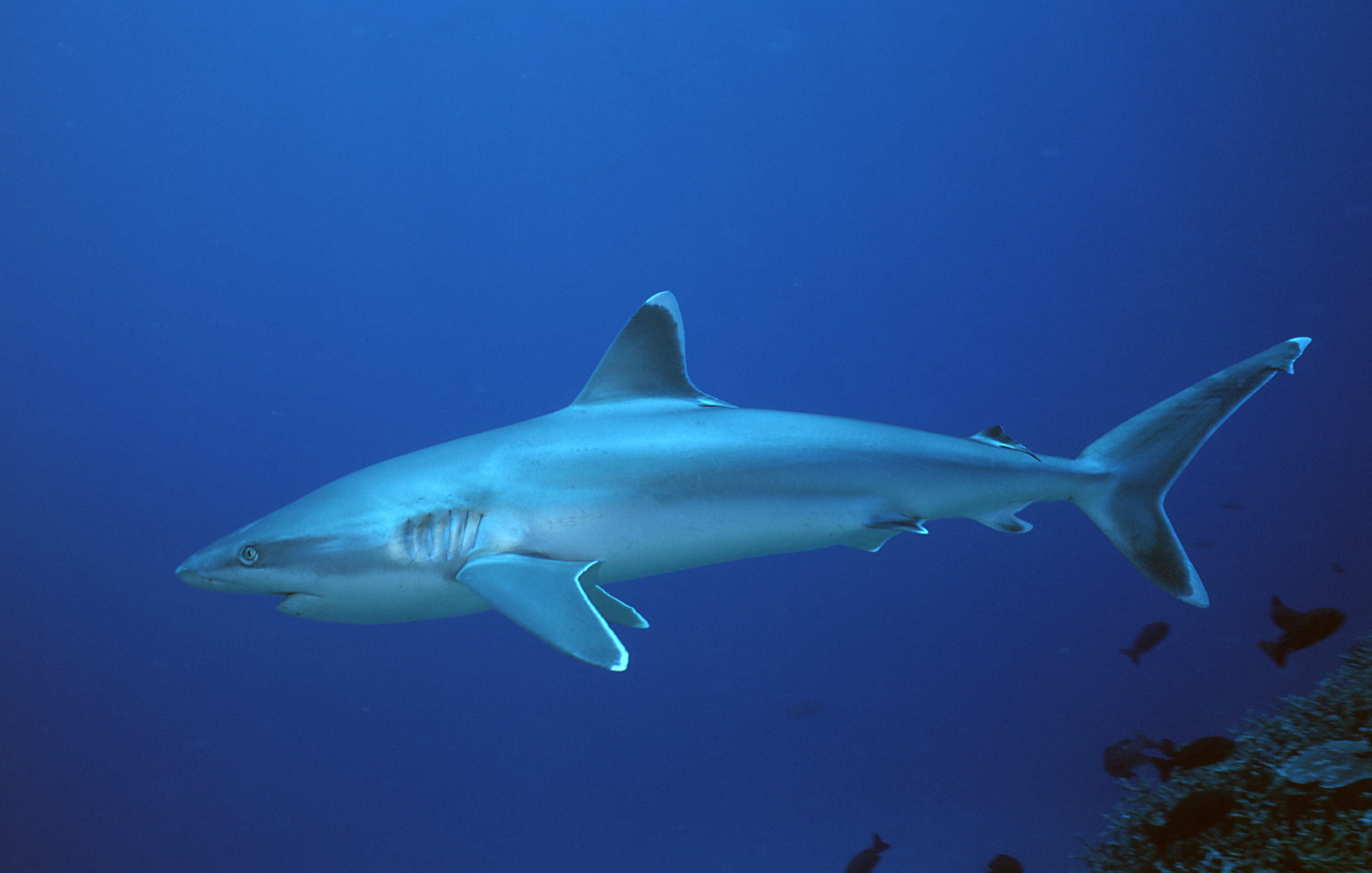 Silvertip Reef Shark - Papua New Guinea