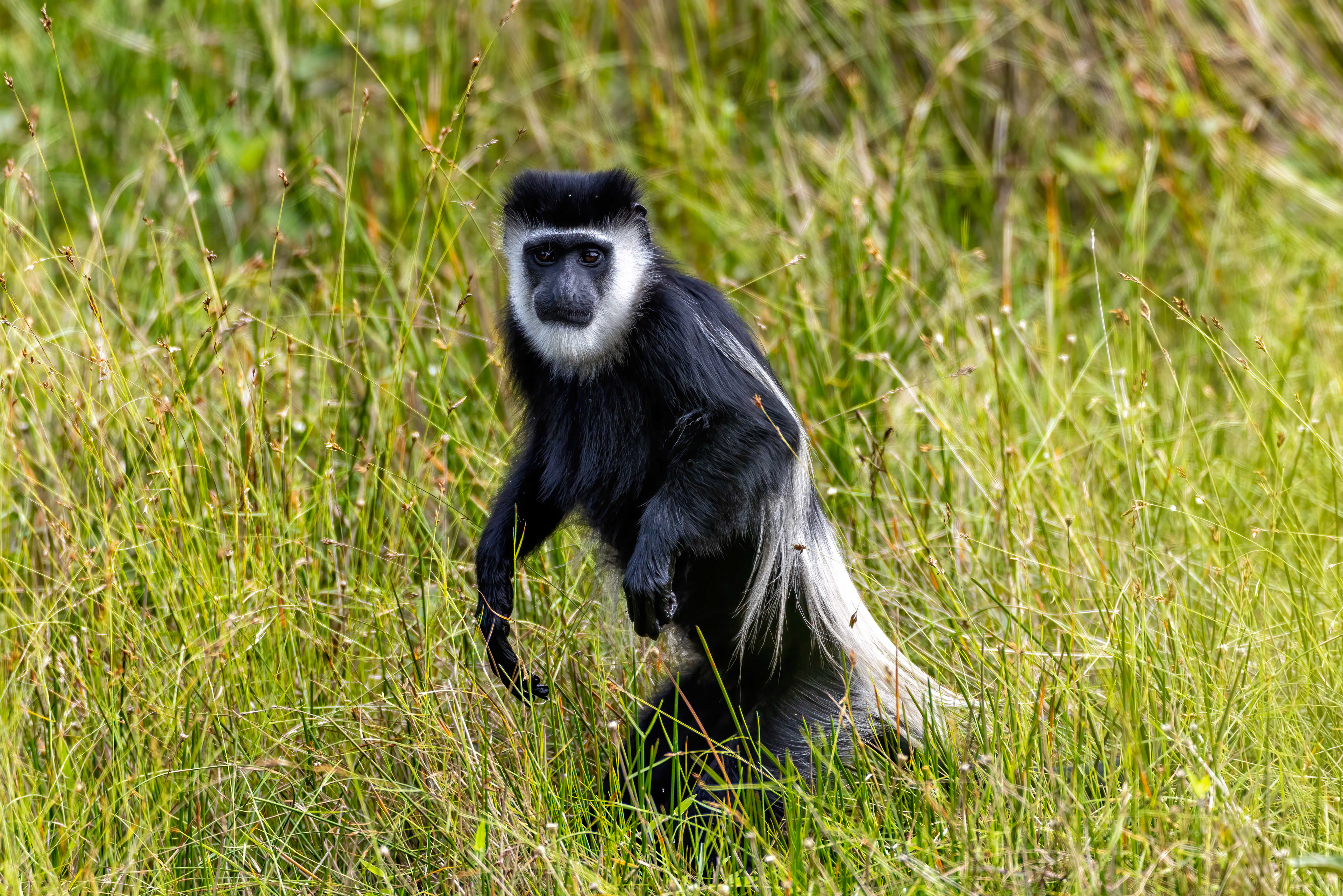 Black & White Colobus Monkey - Odzala, Republic of Congo