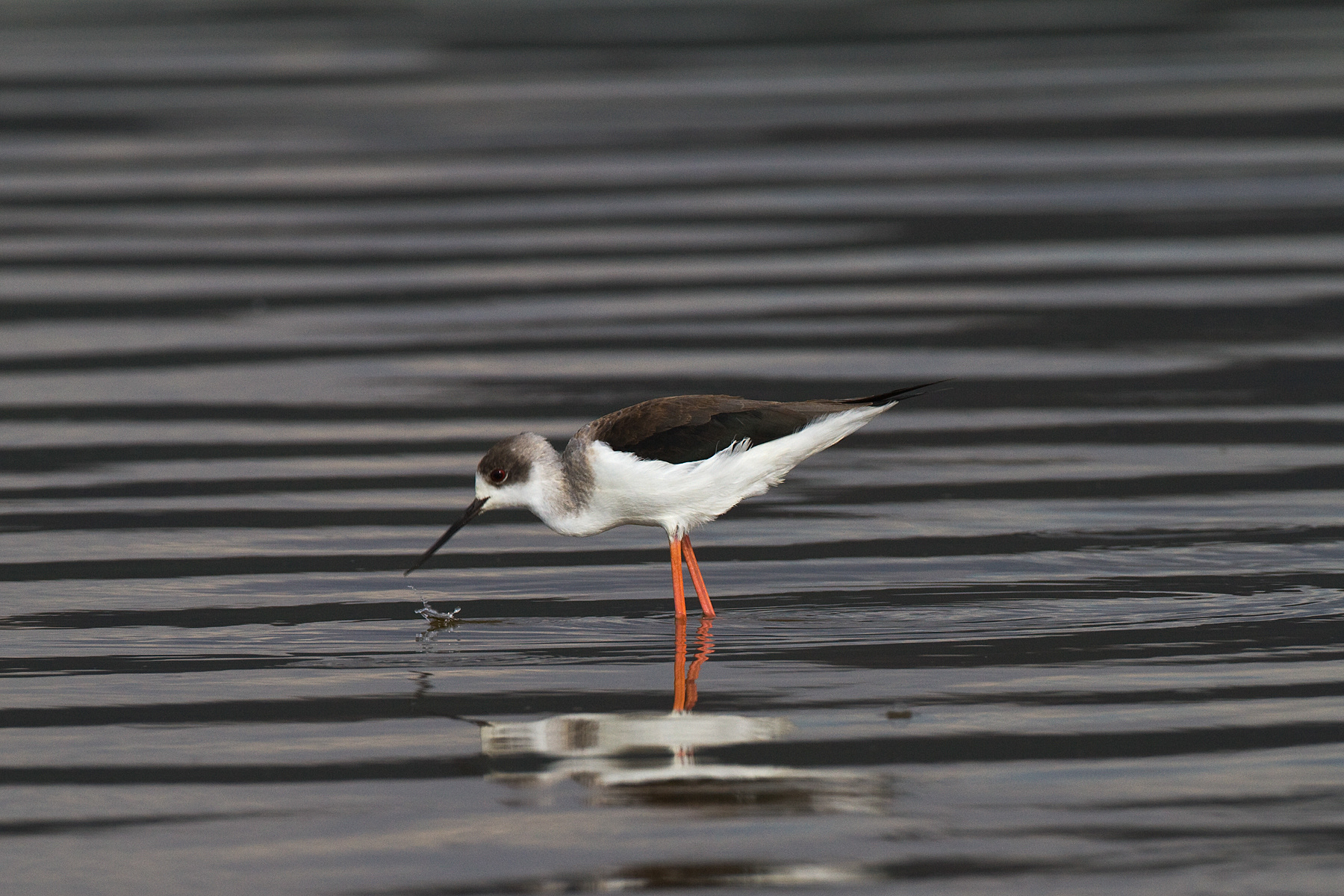 Black-winged Stilt - Nakuru