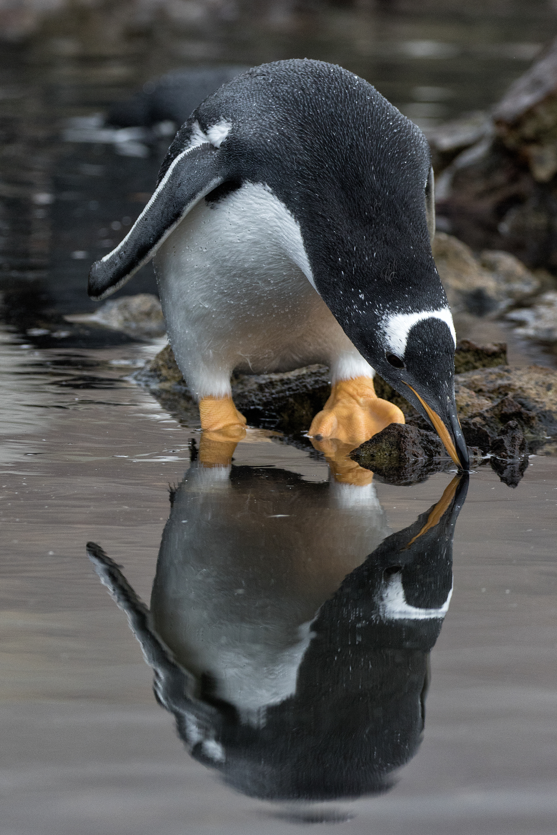 A young Gentoo Penguin admires its reflection in a rockpool - Falklands