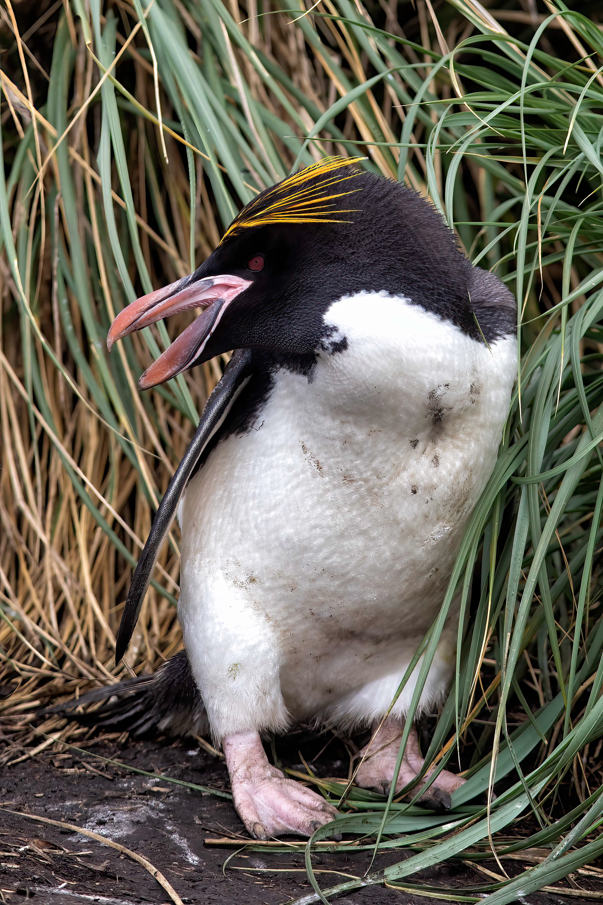 Macaroni Penguin - Falklands - RM