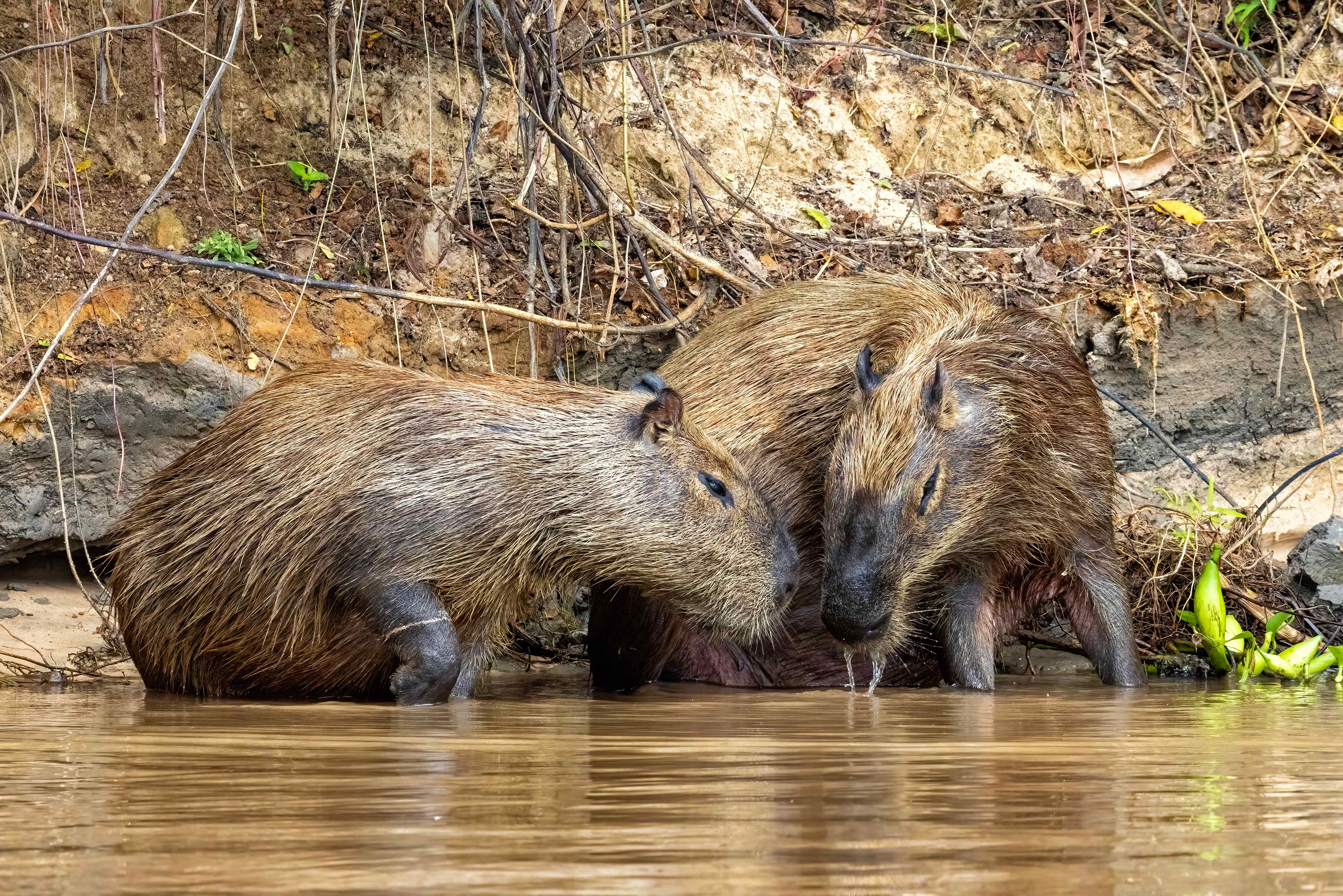 Capybaras