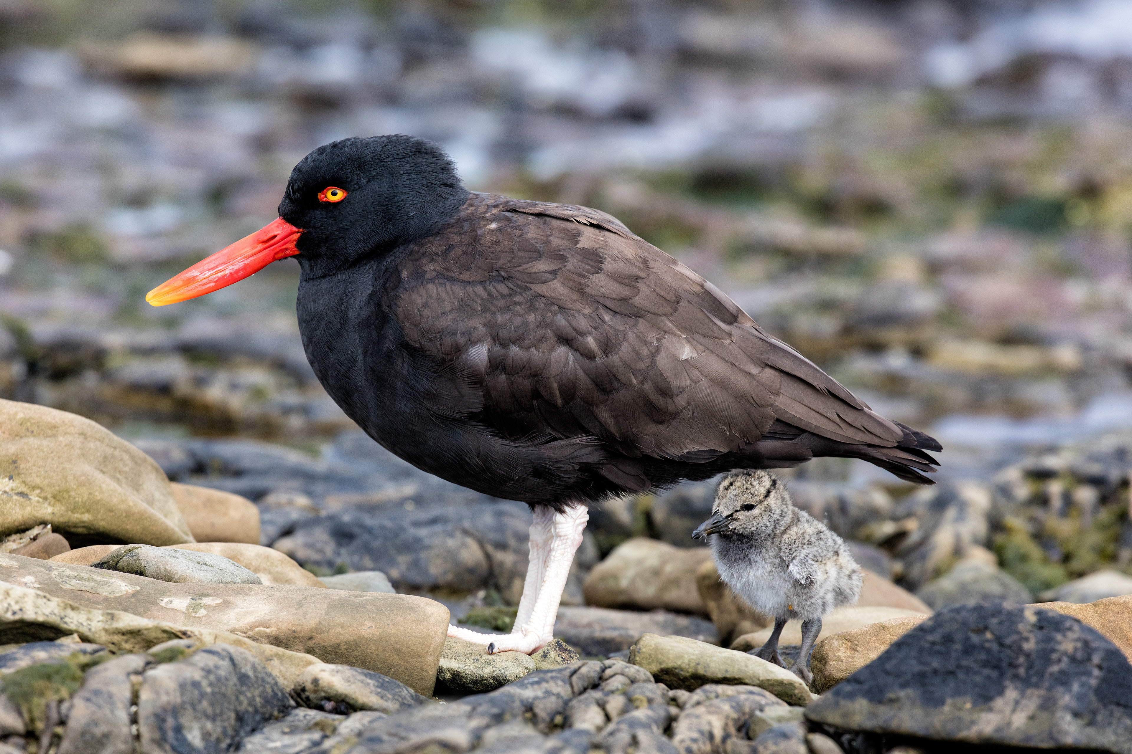 Blackish Oystercatcher and chick - Falklands