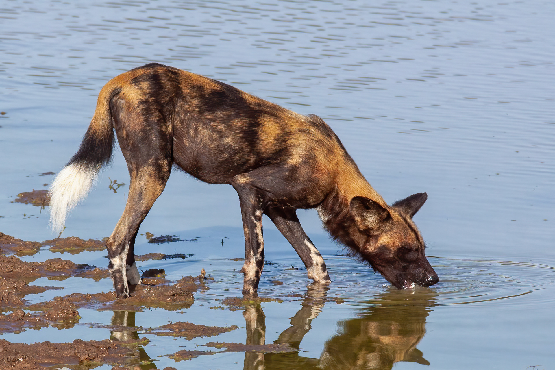 African Wild Dog - Kenya - RM