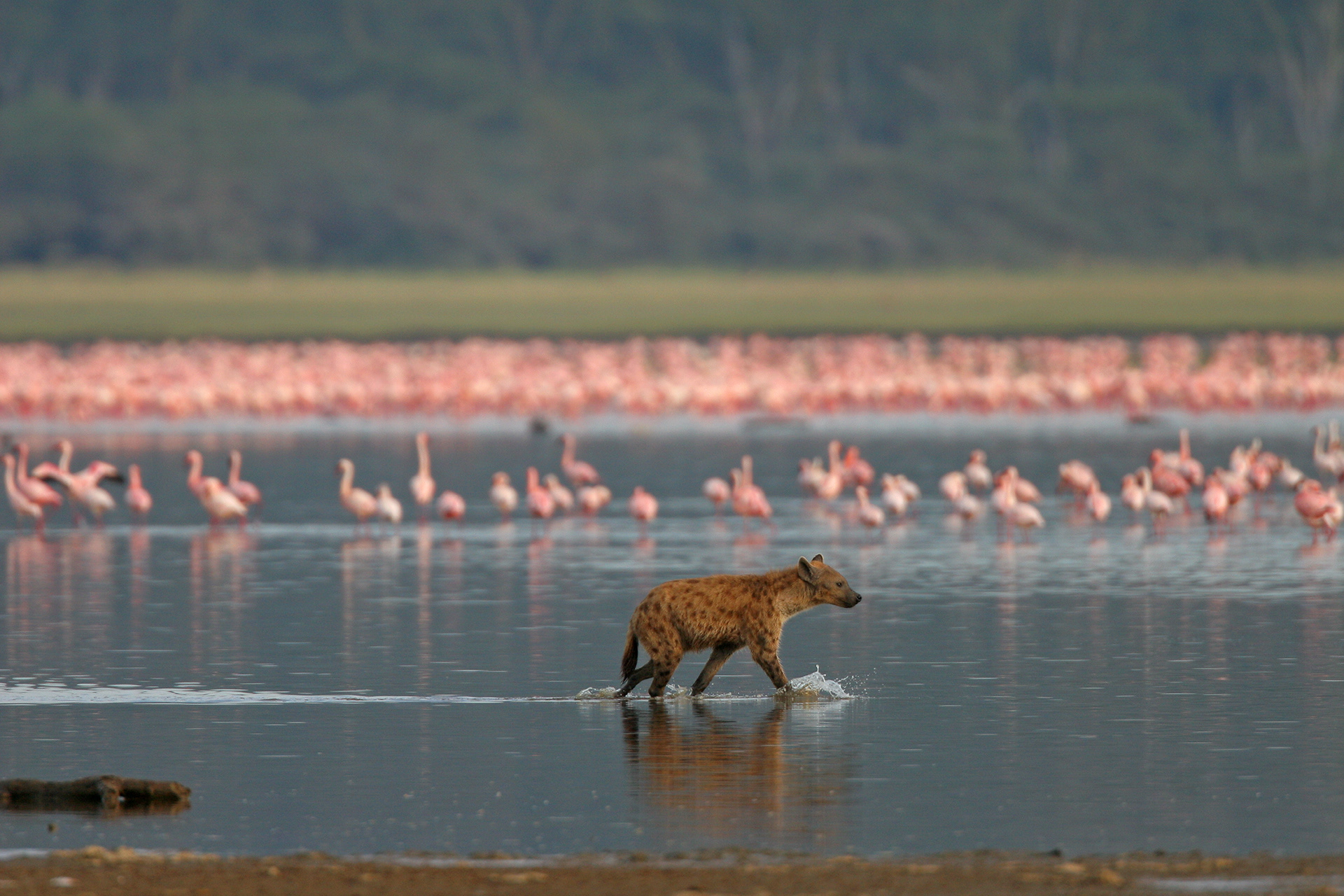 Spotted Hyena hunting flamingos - Nakuru