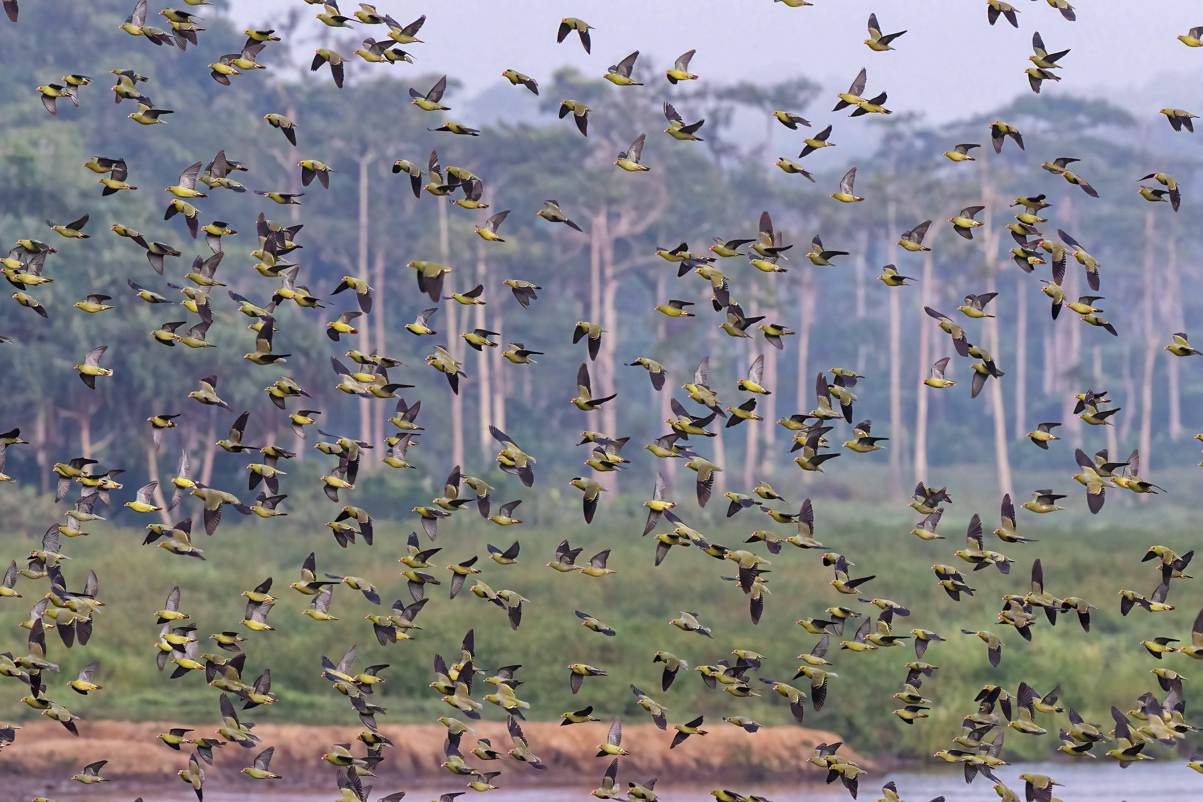 African Green Pigeons at Capitale Bai - Odzala, Republic of Congo