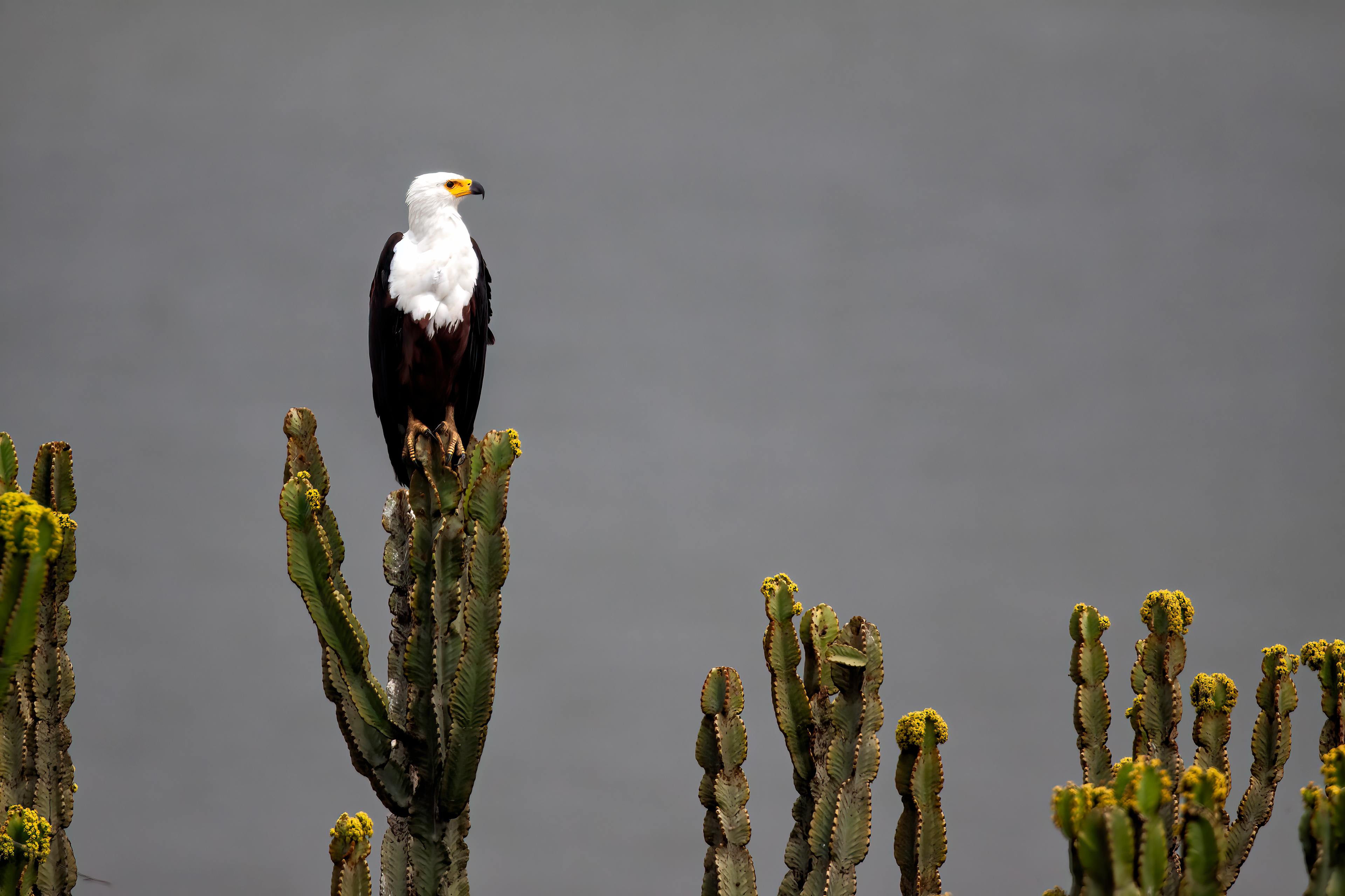 African Fish Eagle on a Euphorbia Tree - Uganda