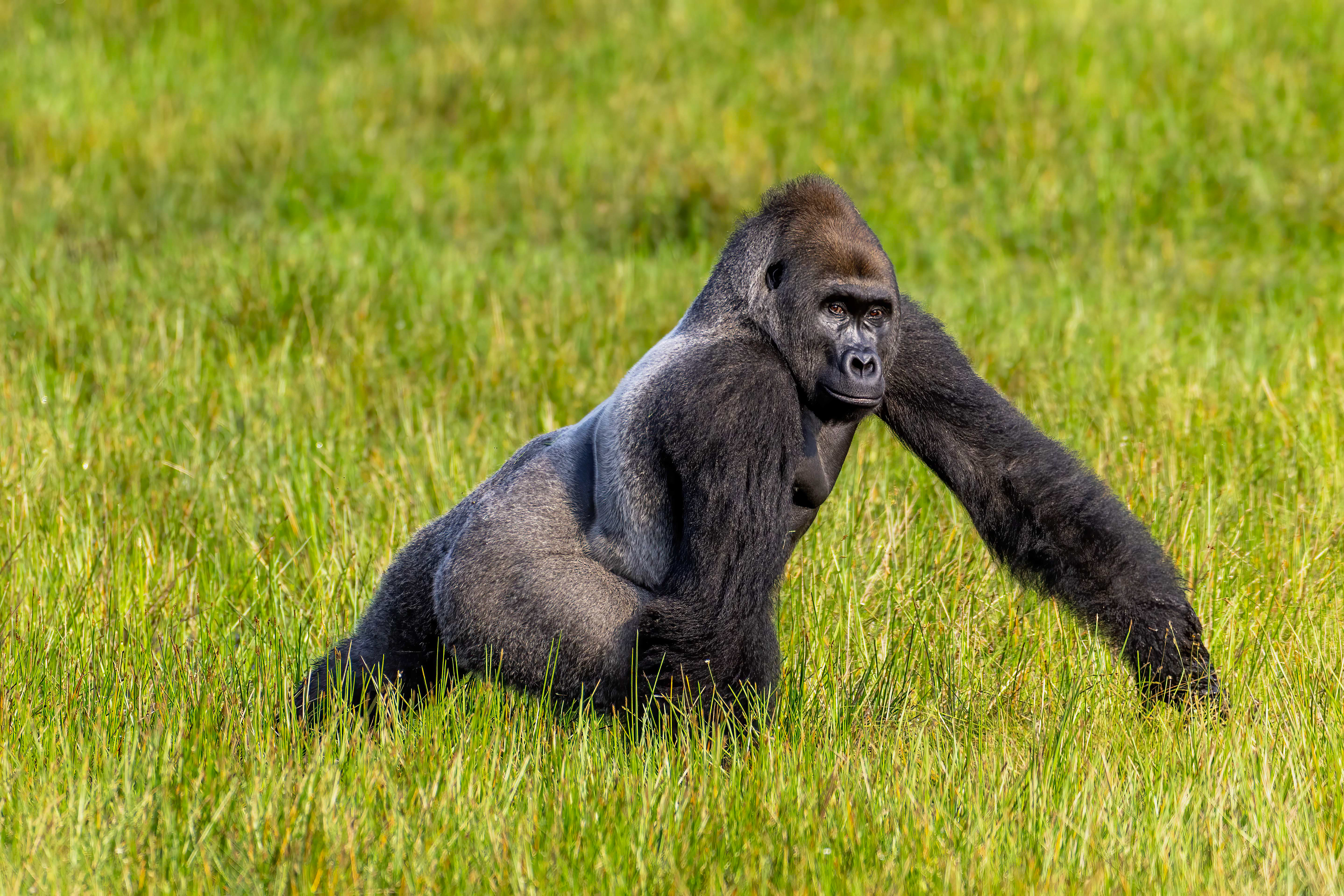 Western Lowland Silverback Gorilla - Odzala, Republic of Congo