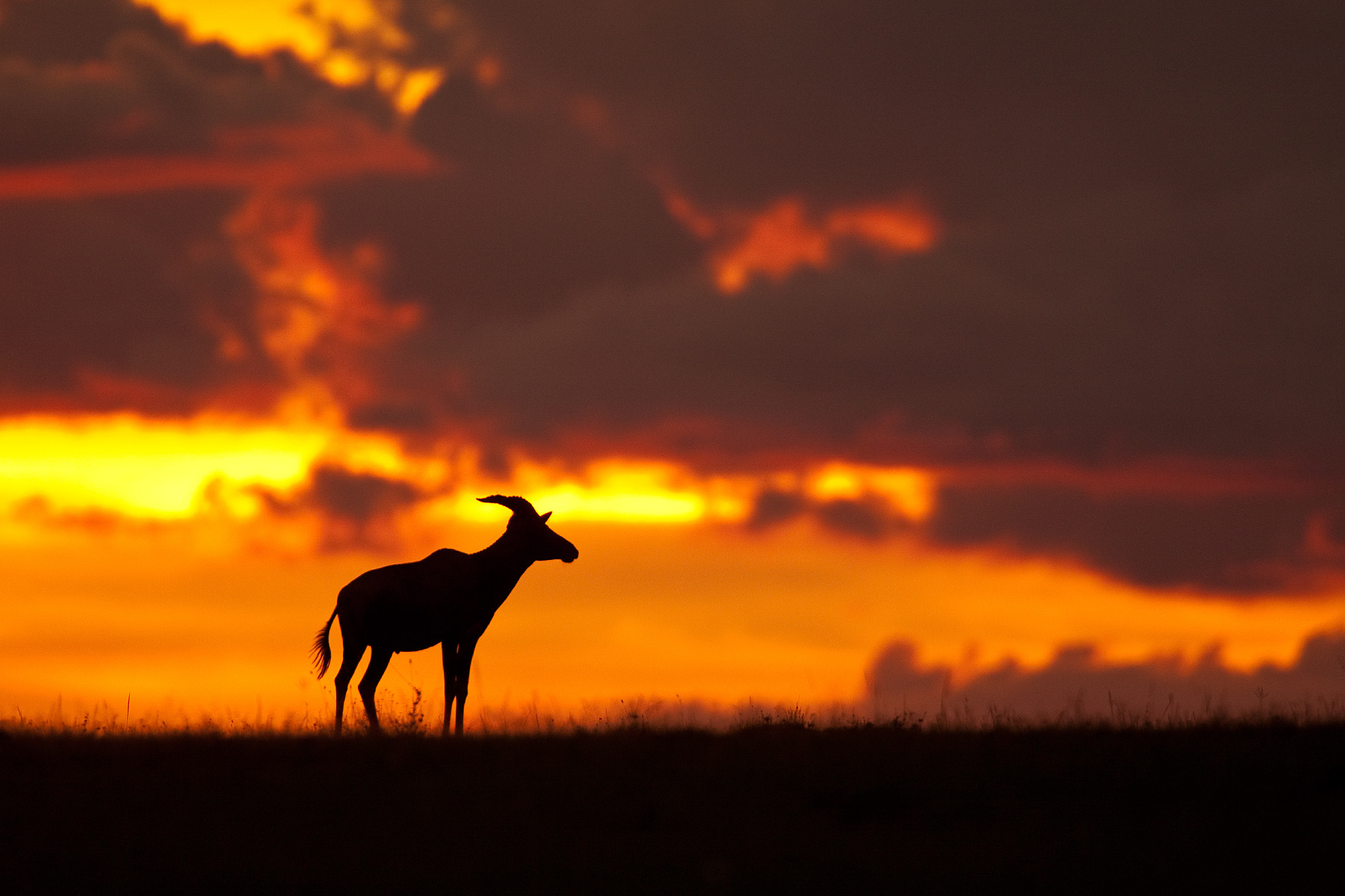Male Topi at sunset - Masai Mara