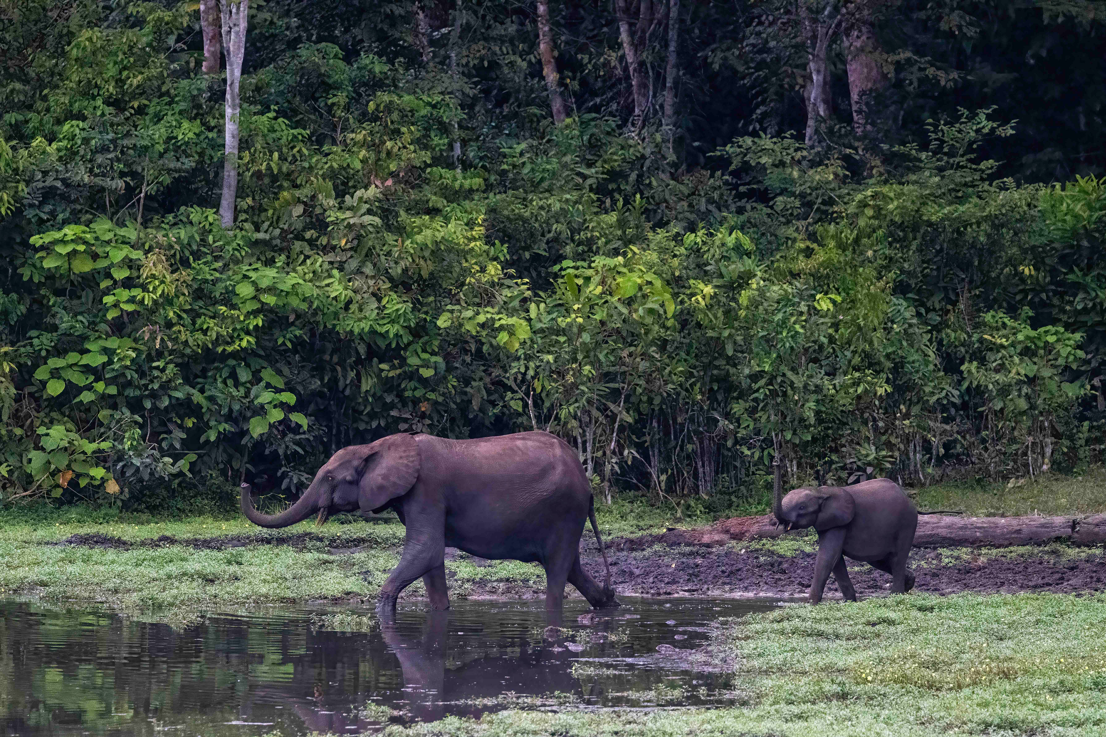 Forest Elephants mother & baby - Odzala, Republic of Congo - RM
