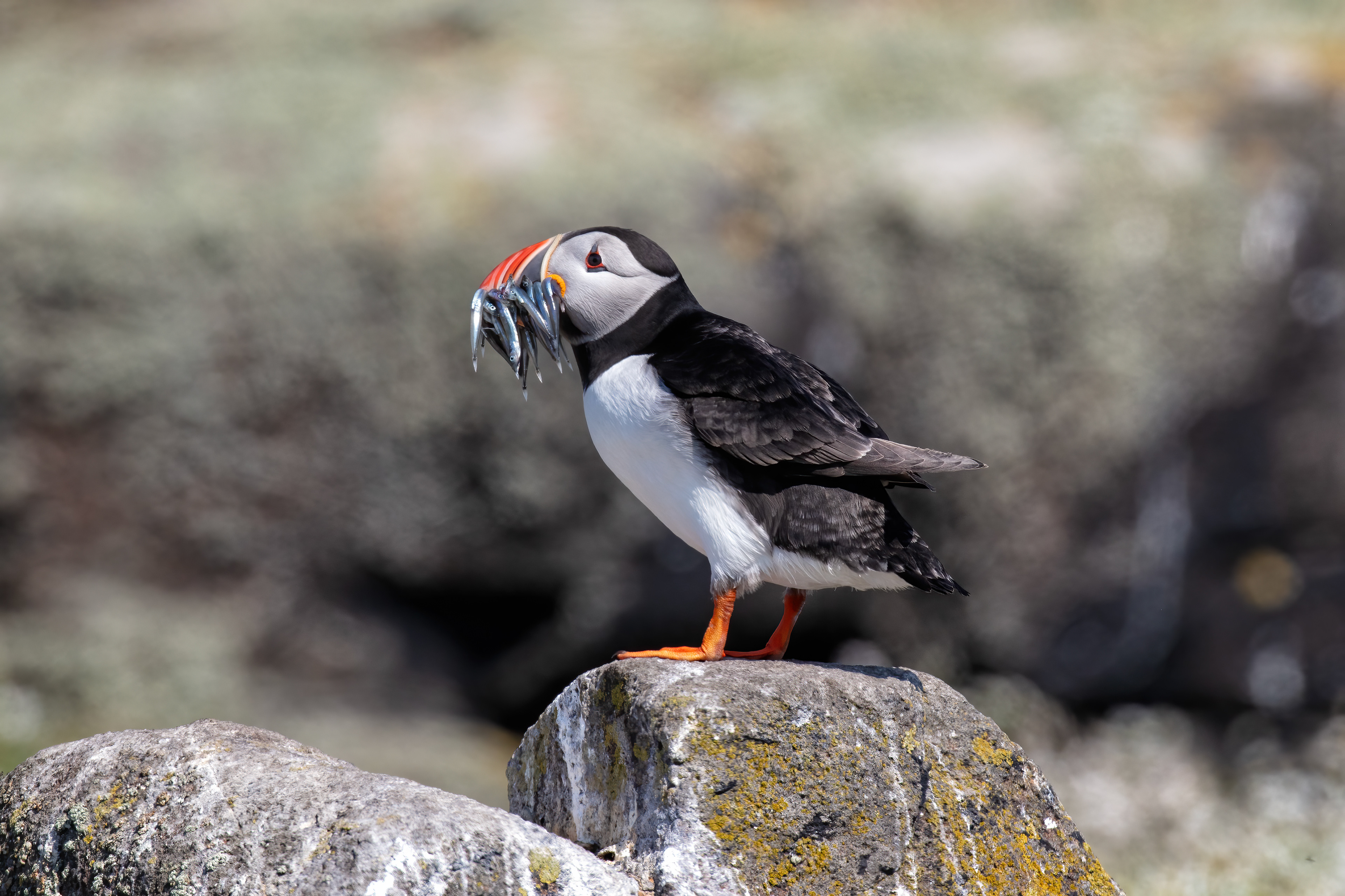 Atlantic Puffins with Sand Eels 