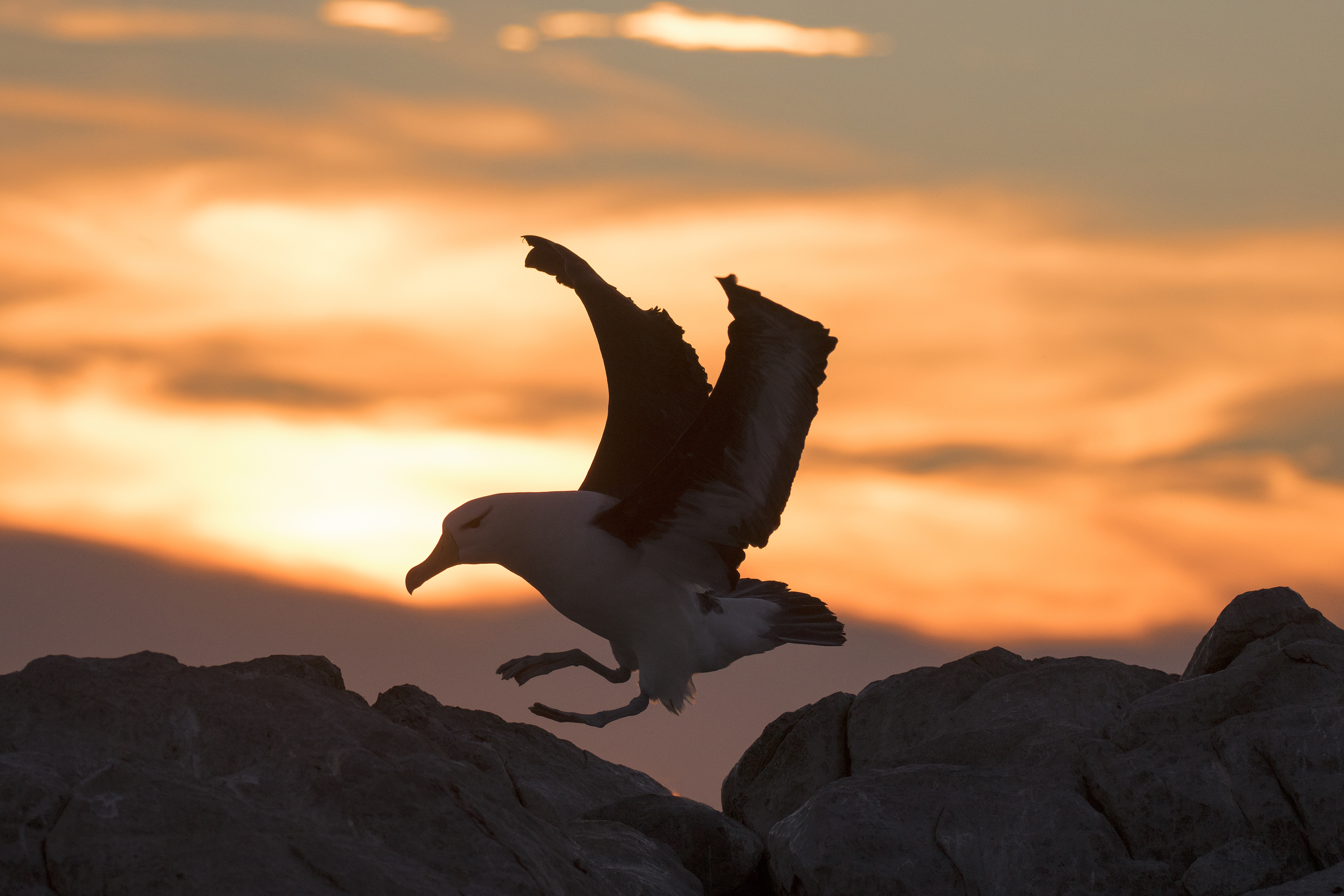 Black-browed Albatross at sunset - falklands