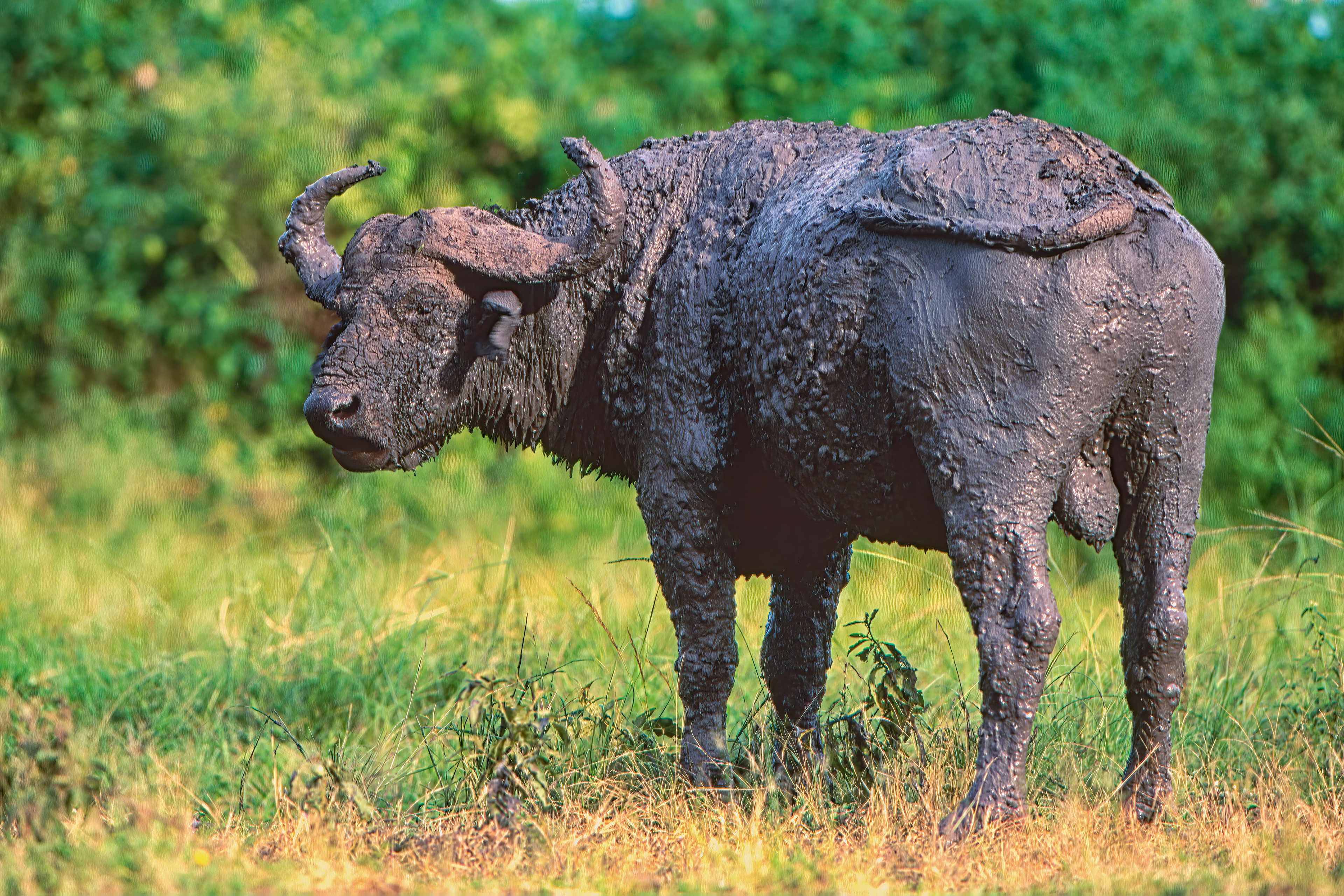 Cape buffalo enjoying a mud bath - Uganda