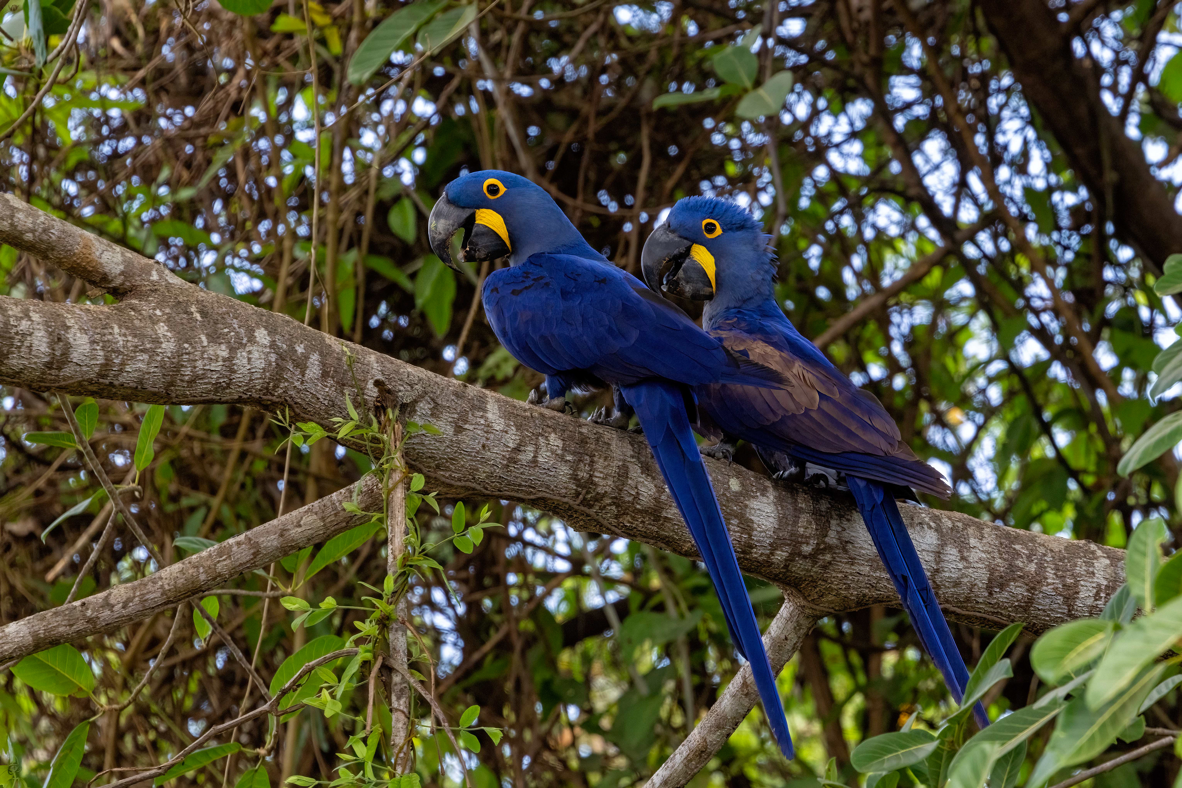 Hyacinth Macaws