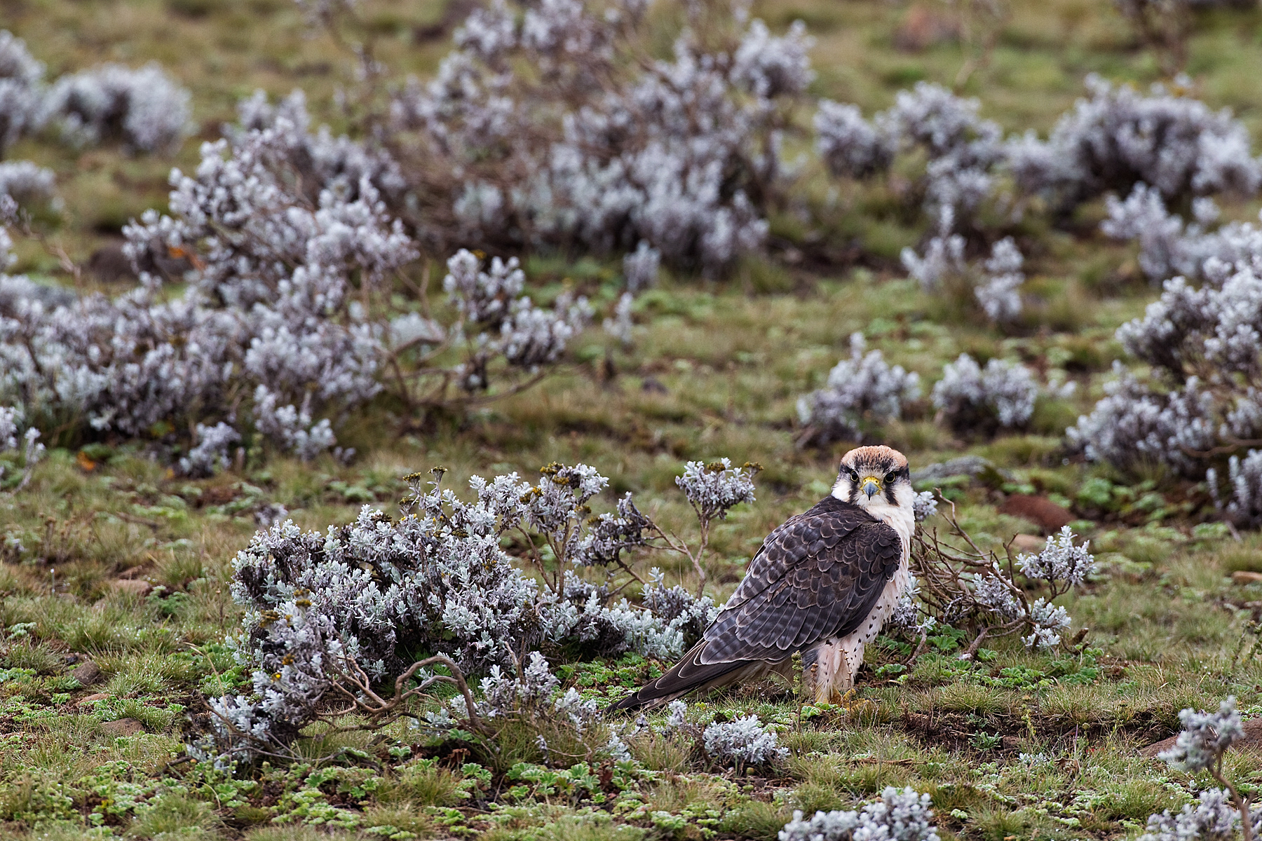 Lanner Falcon - Ethiopia