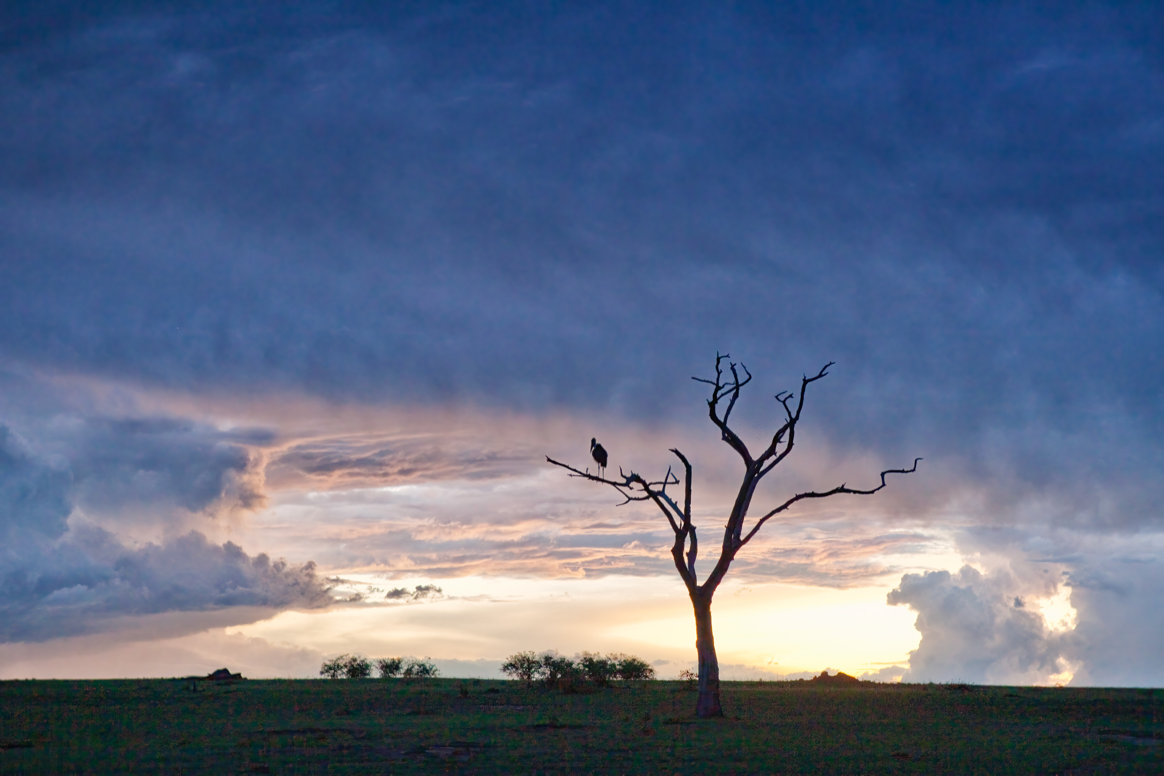 Marabou Stork in a dead tree at sunset - Masai Mara