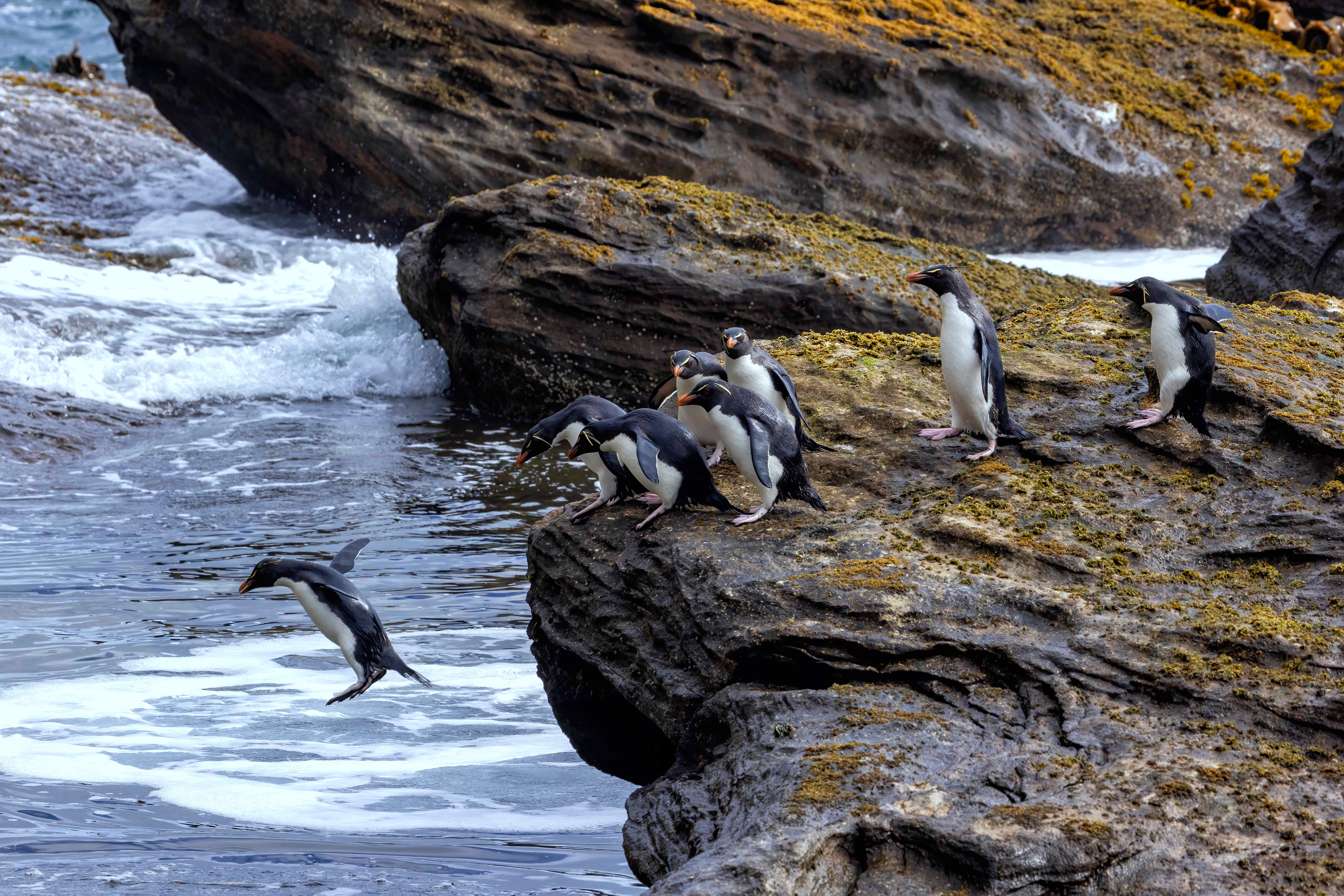 Southern Rockhopper Penguins navigating the tide pools - Falklands