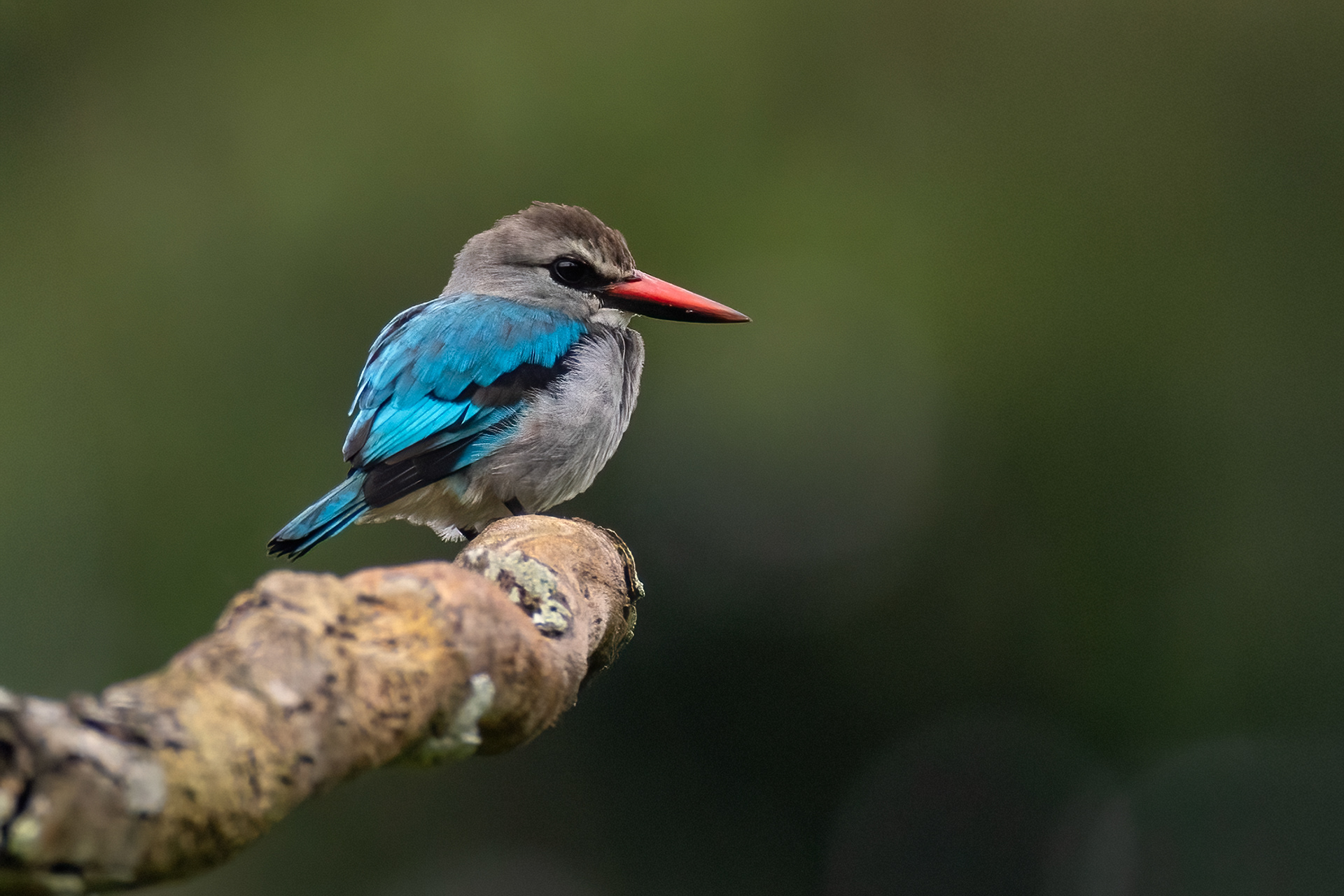 Grey-headed Kingfisher - Odzala, Republic of Congo