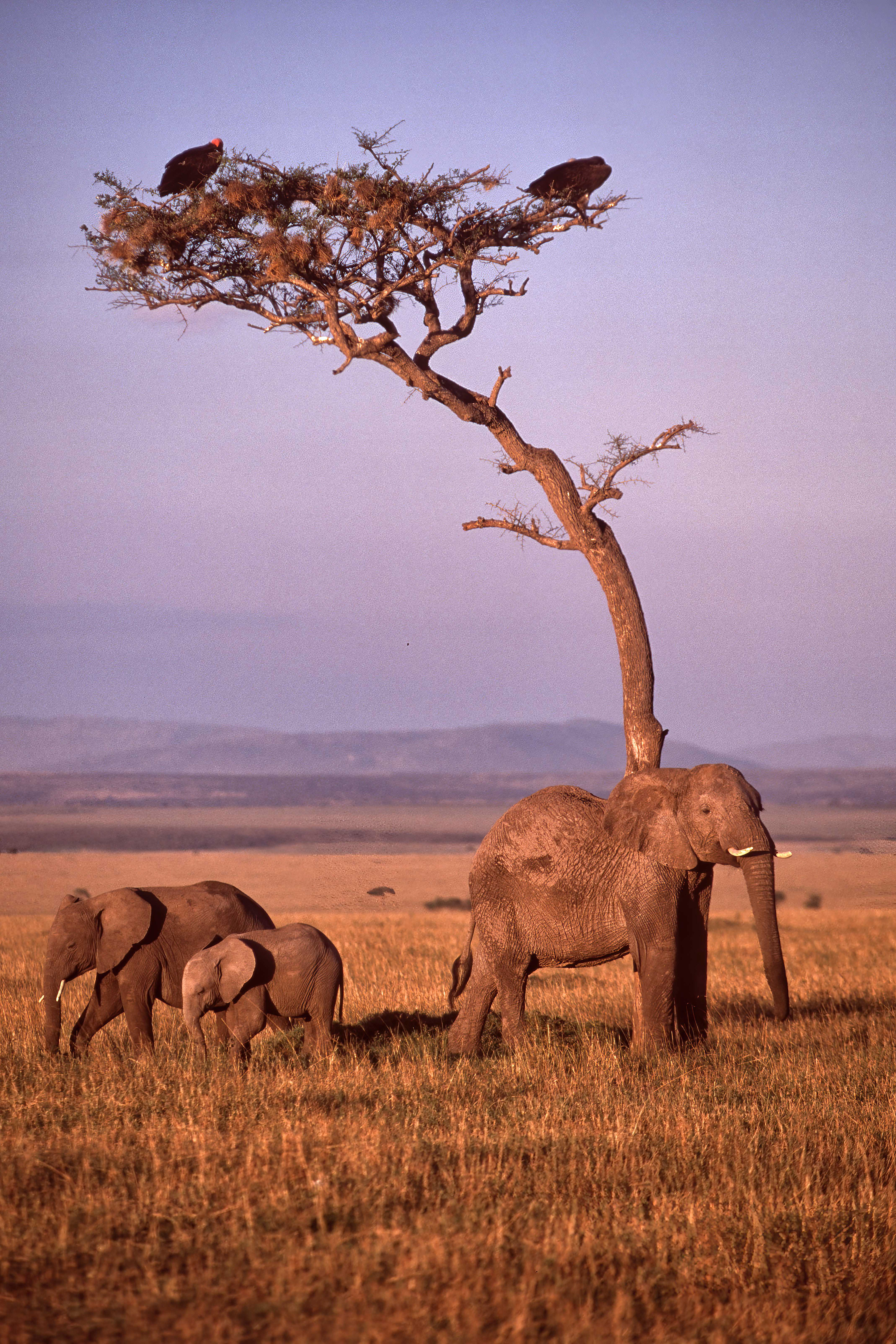 Elephant family  being watched by Vultures - Masai Mara