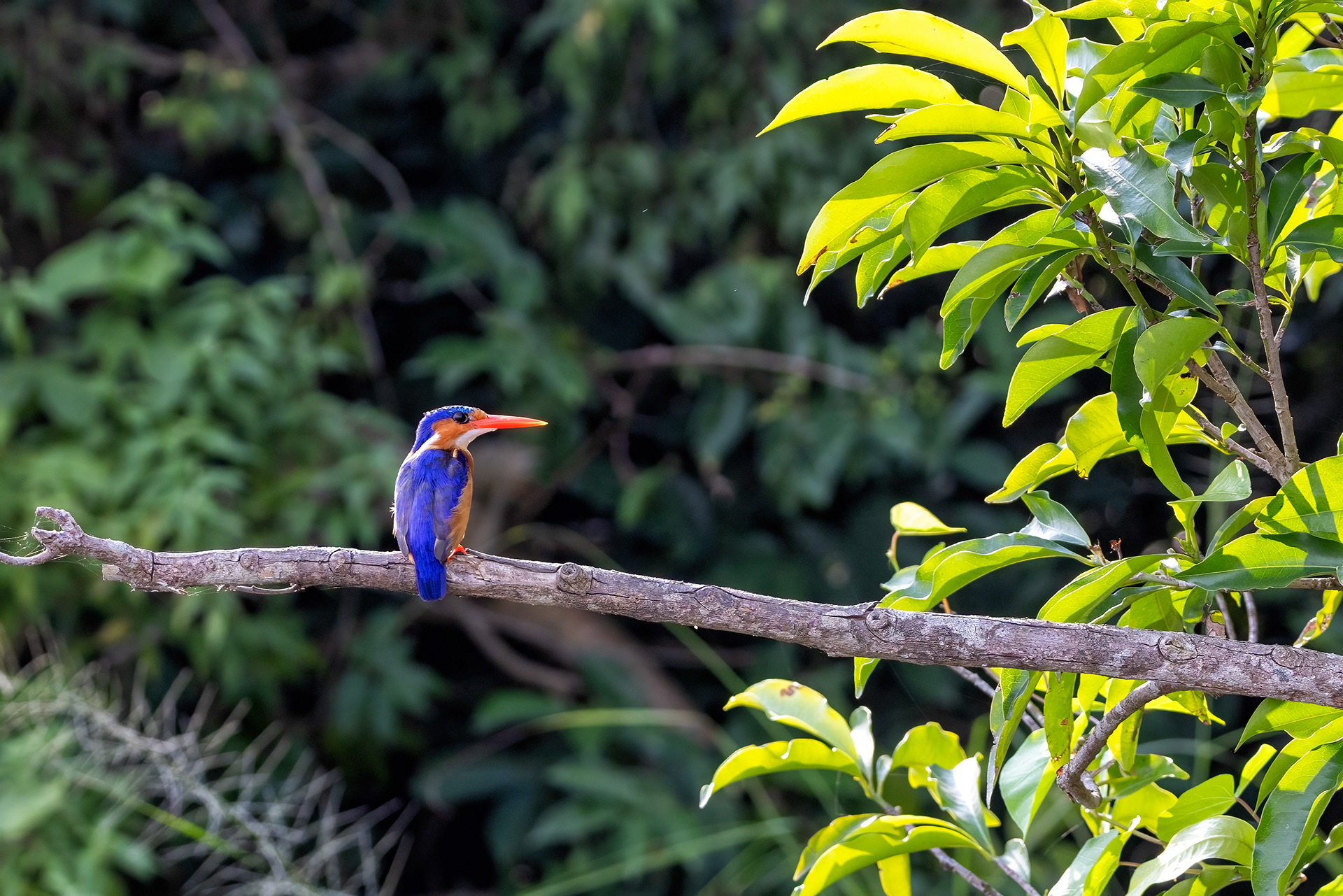 Malachite Kingfisher - Murchison Falls, Uganda - RM 