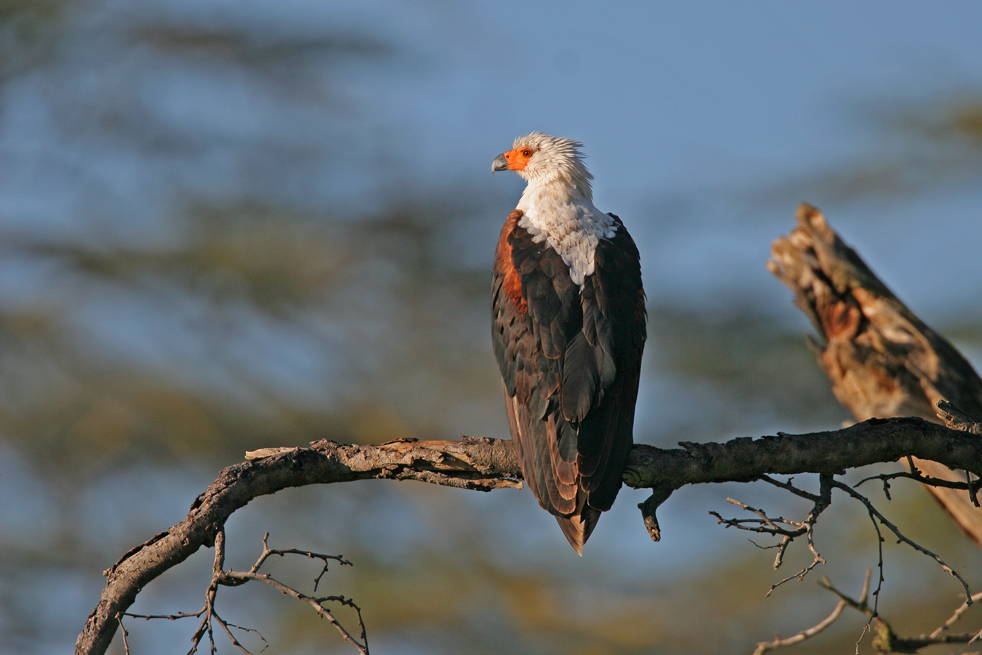 African Fish Eagle - Lake Naivasha