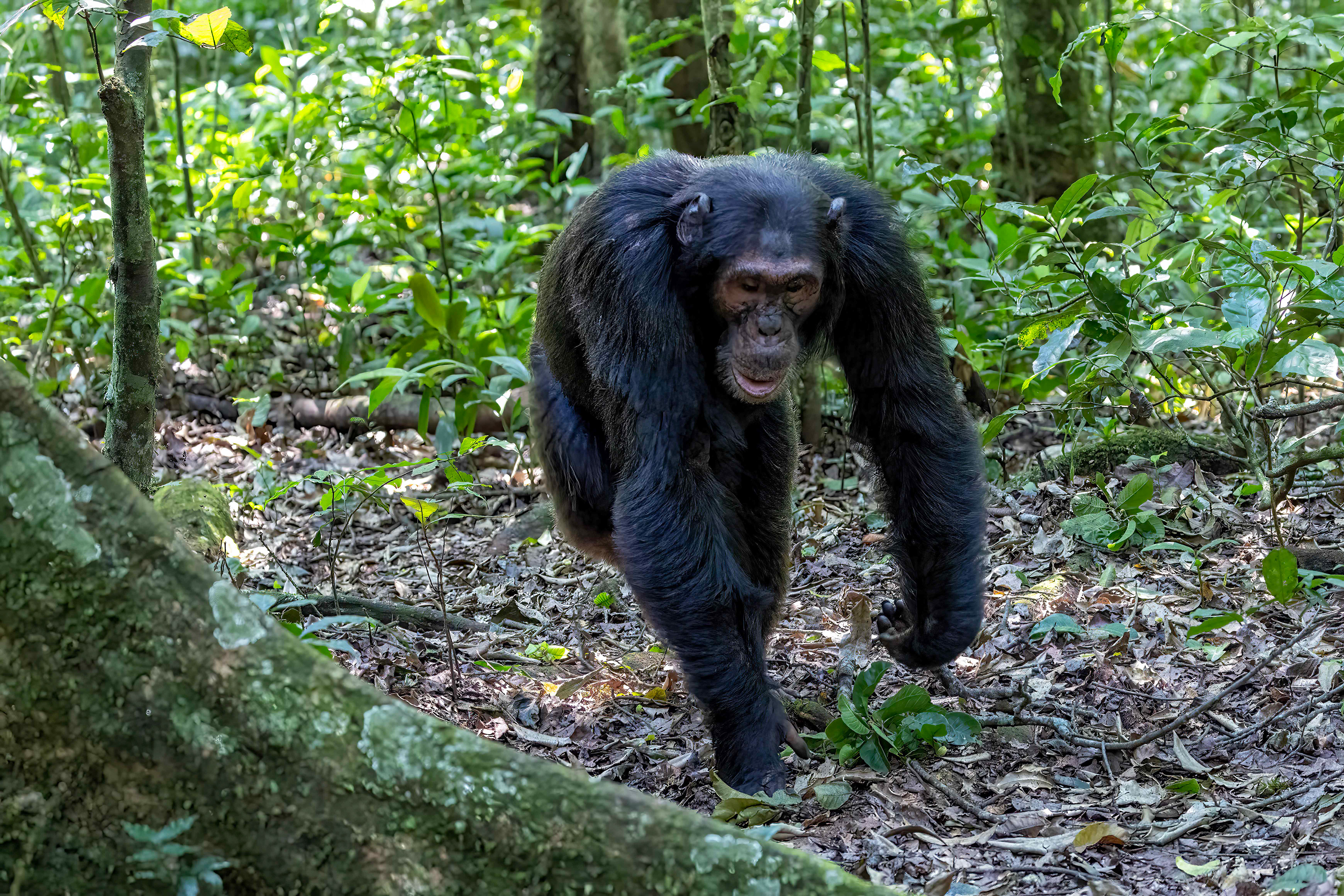 Chimpanzee on the move - Kibale Forest, Uganda