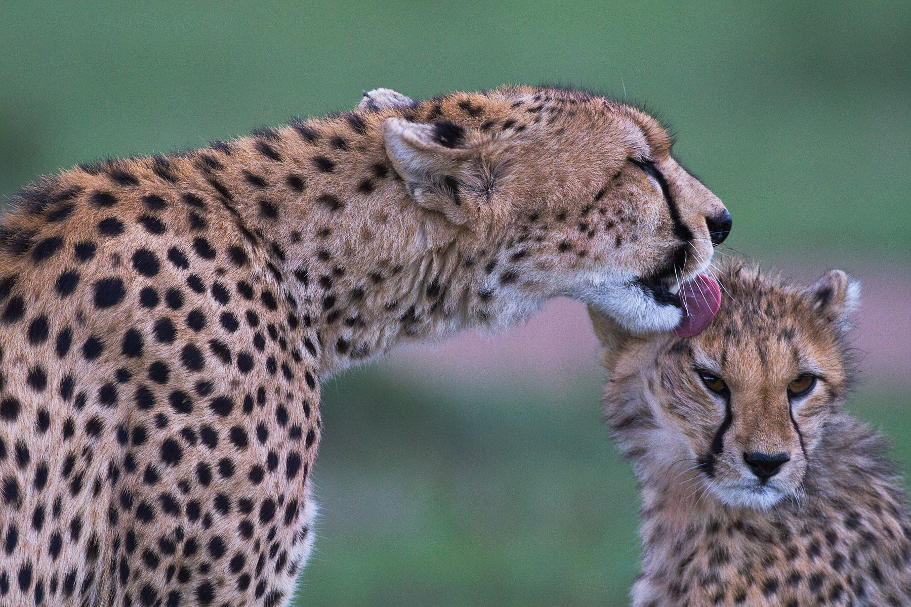 Mother Cheetah and cub - Masai Mara