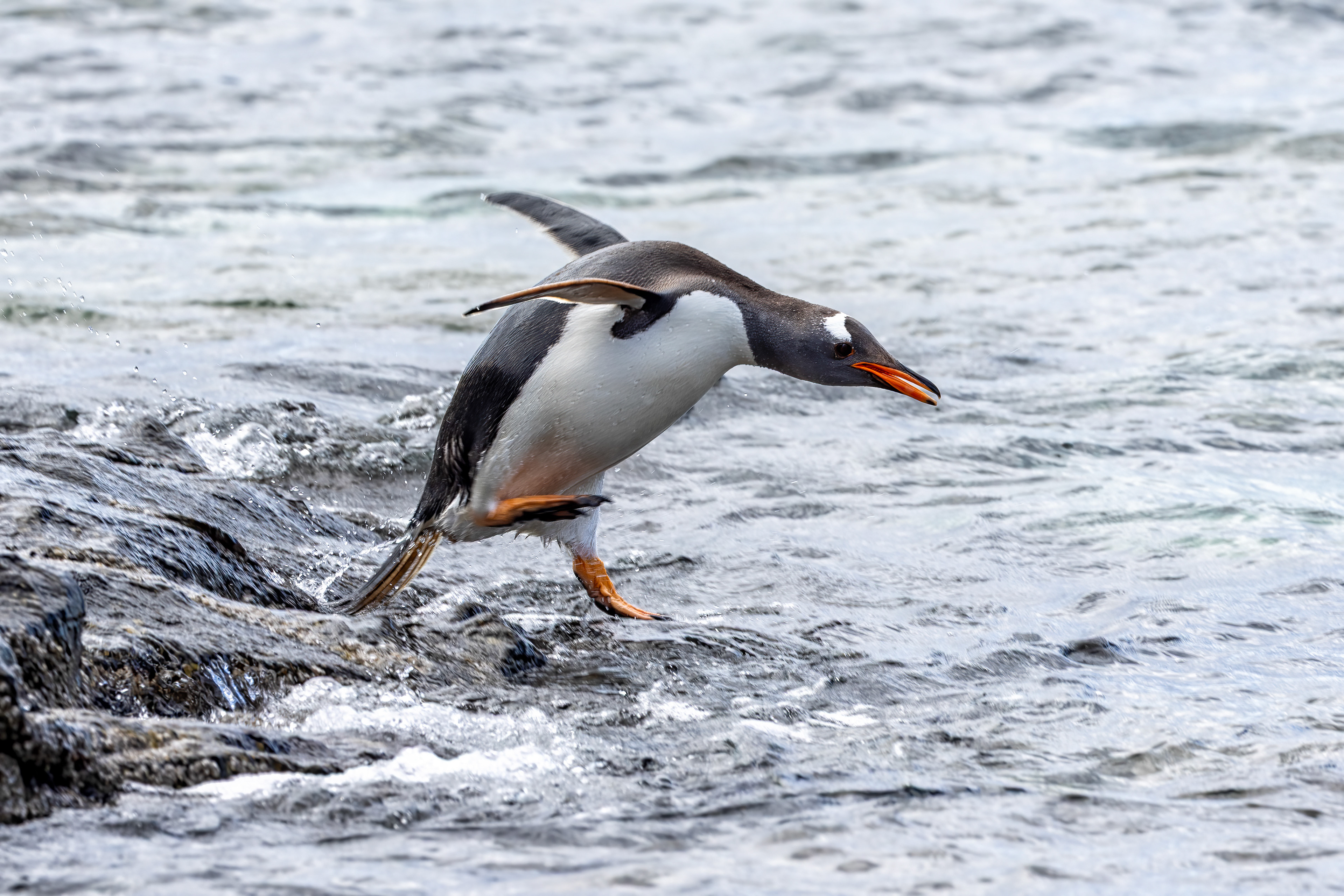 Gentoo Penguin - falklands - RM