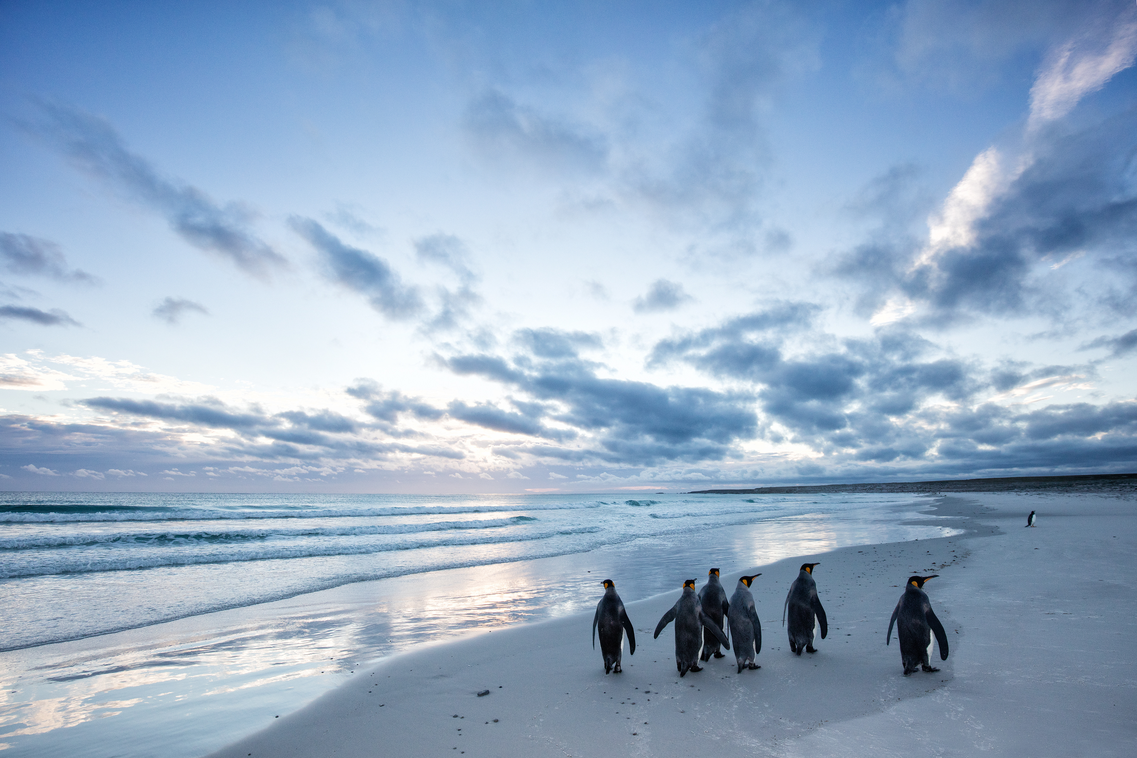 King Penguins at dawn - Falklands