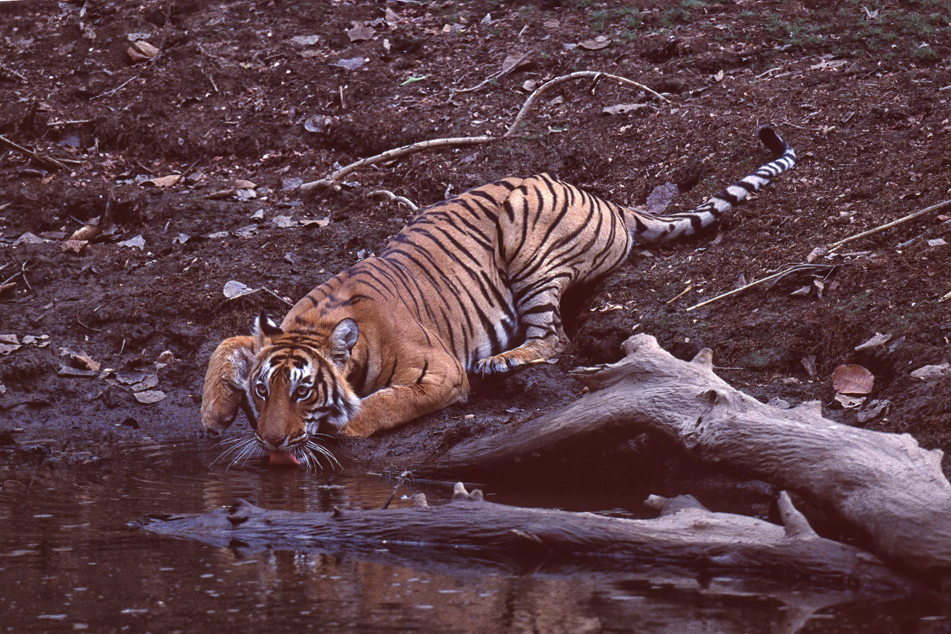 Bengal Tiger - Ranthambore, India