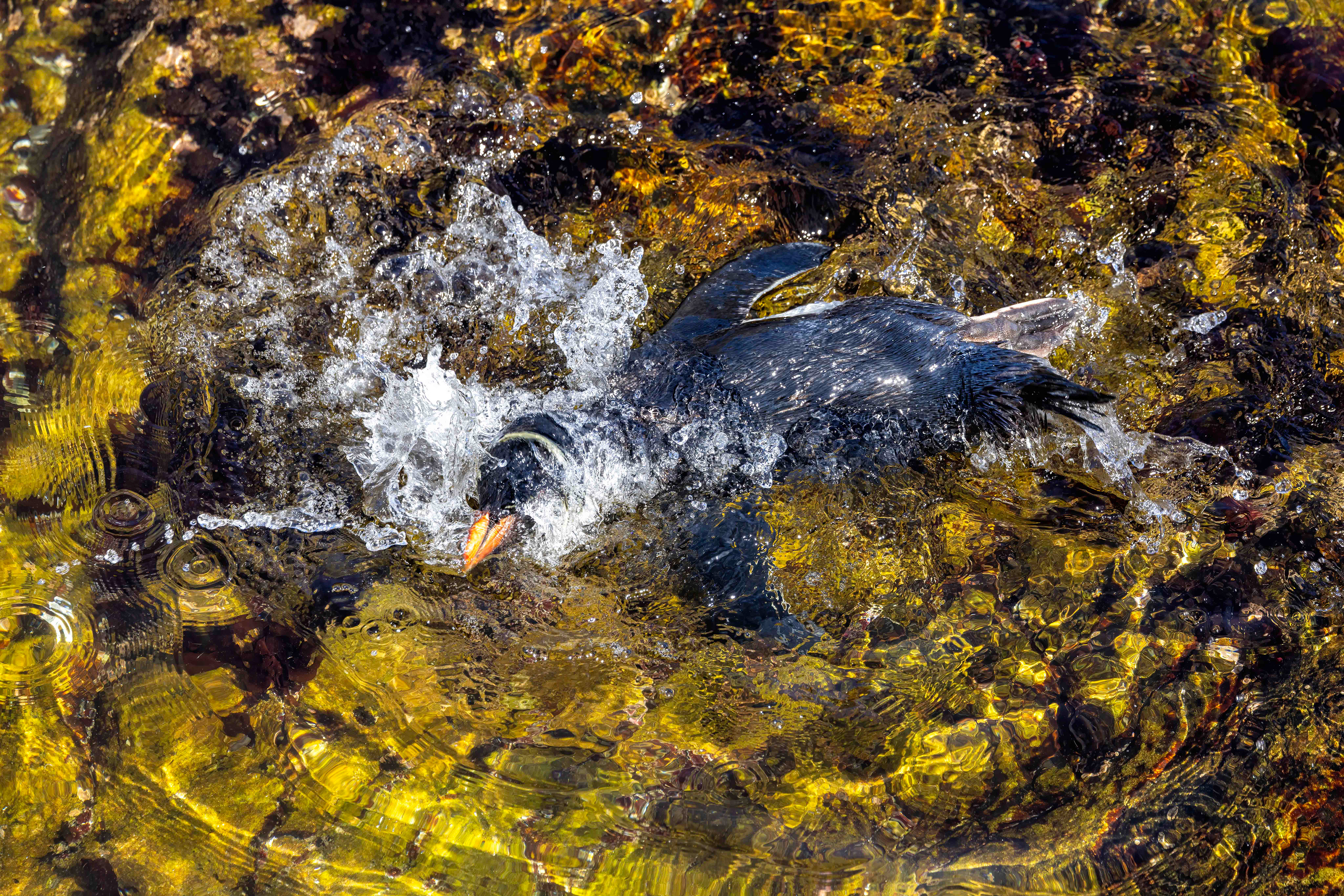 Southern Rockhopper bathing in a rock pool - Falklands - RM