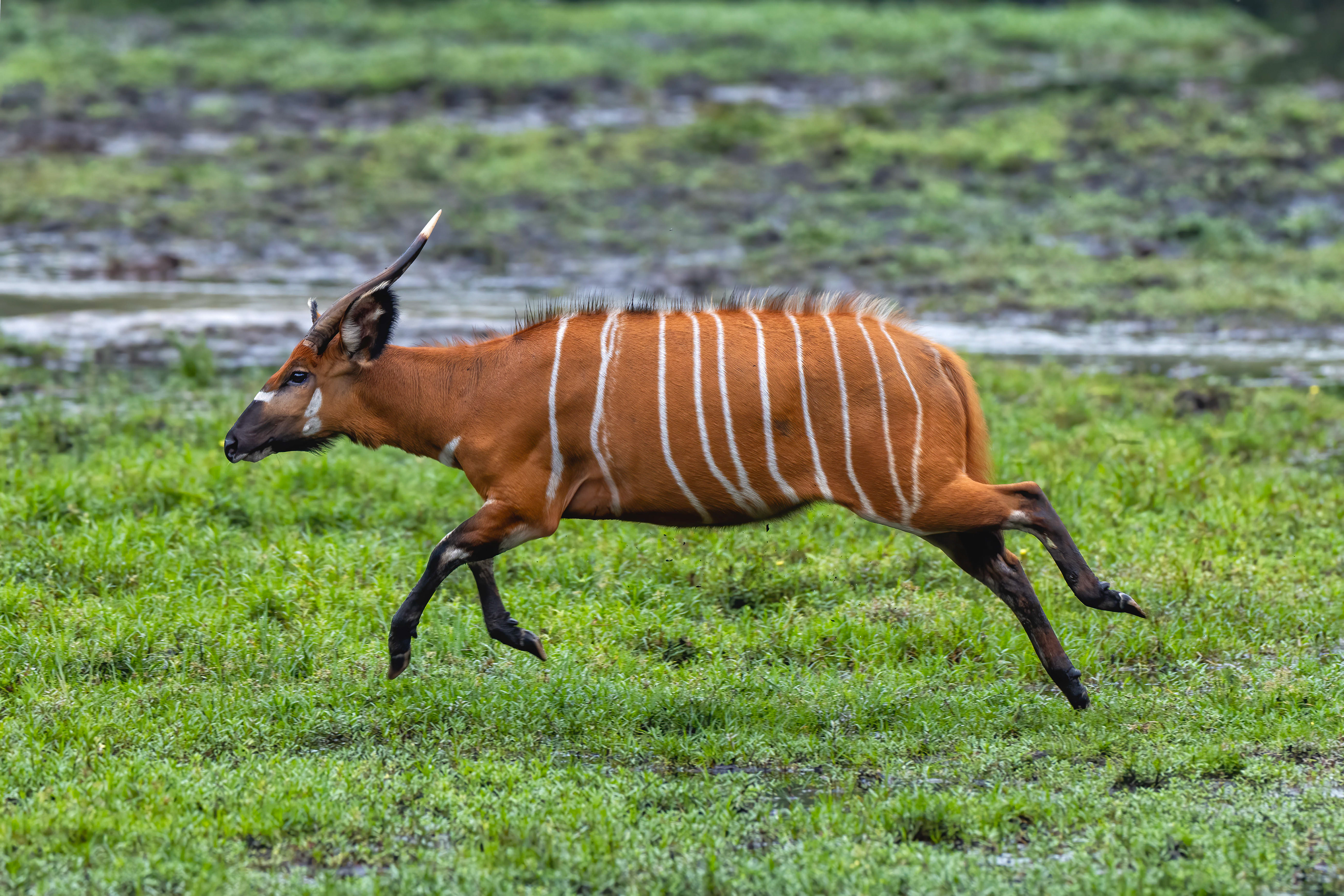 Bongo - Odzala, Republic of Congo