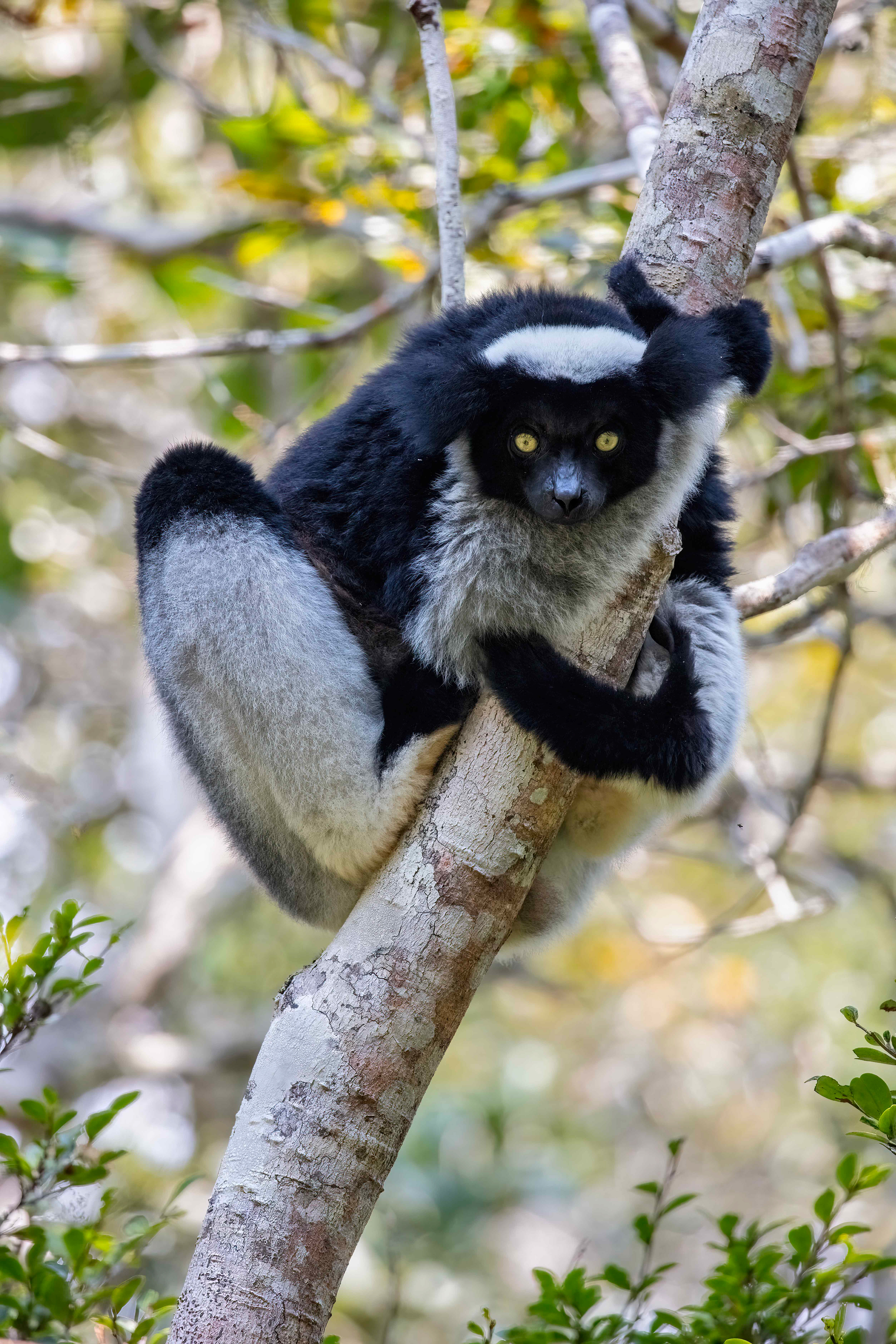 Indri - Andisibe