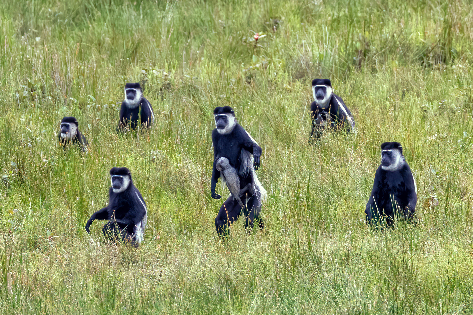 Black & White Colobus troop - Odzala, Republic of Congo - RM