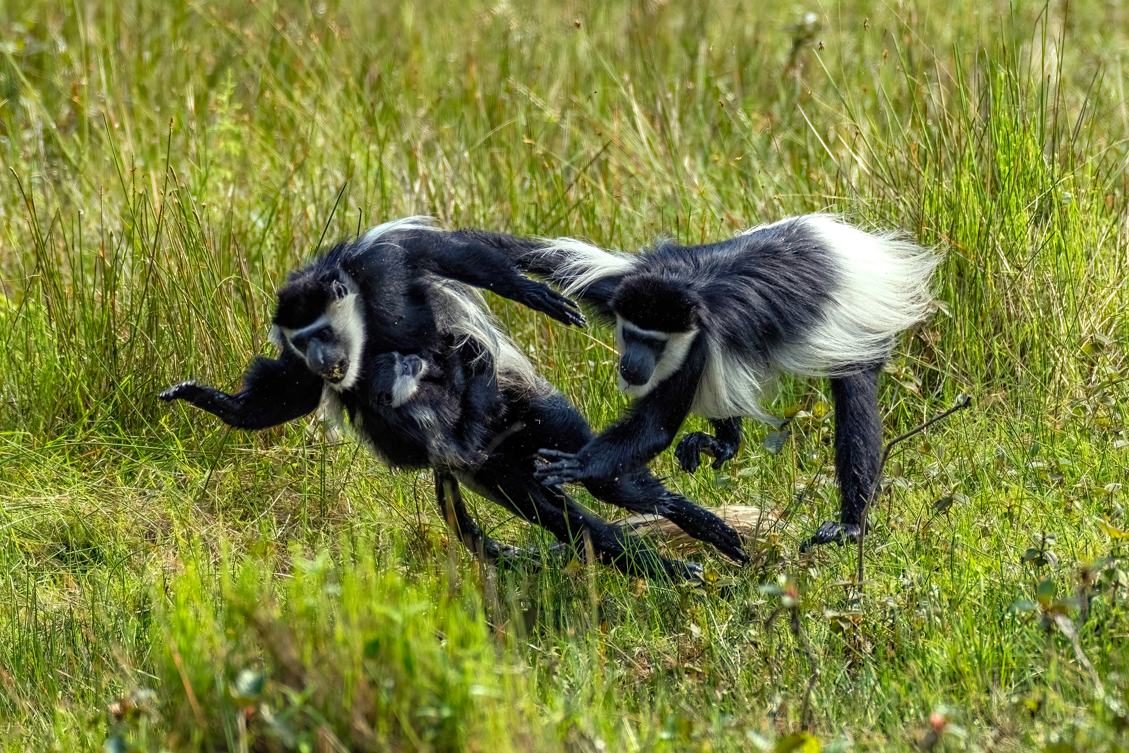 Fighting Black & White Colobus Monkeys - Odzala, Republic of Congo