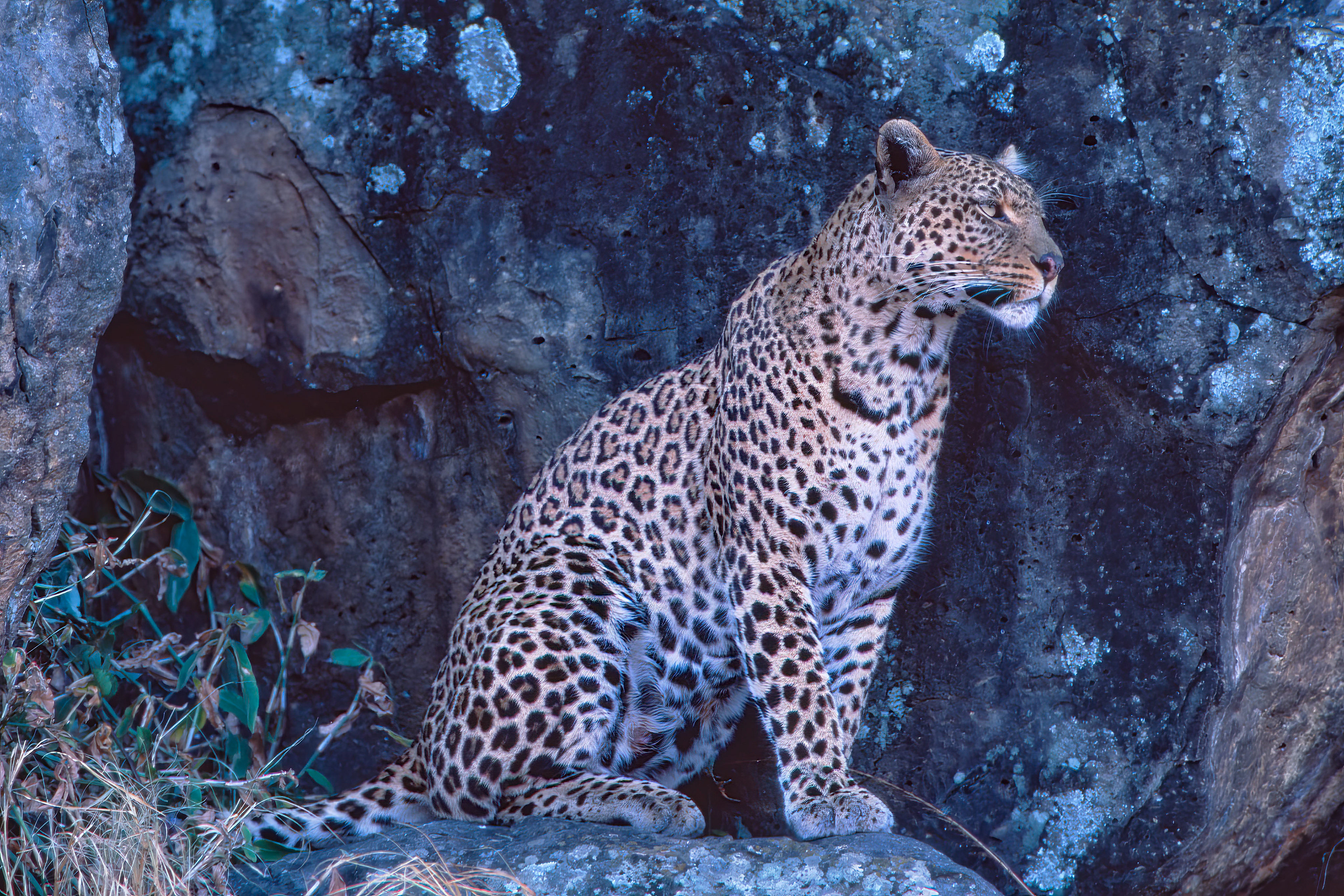 Female Leopard - Masai Mara