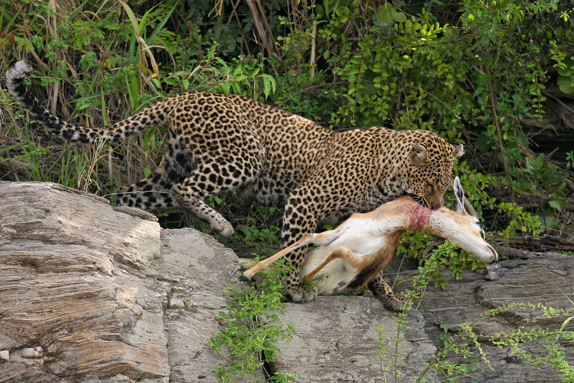Female Leopard taking her killl to a tree - Masai Mara