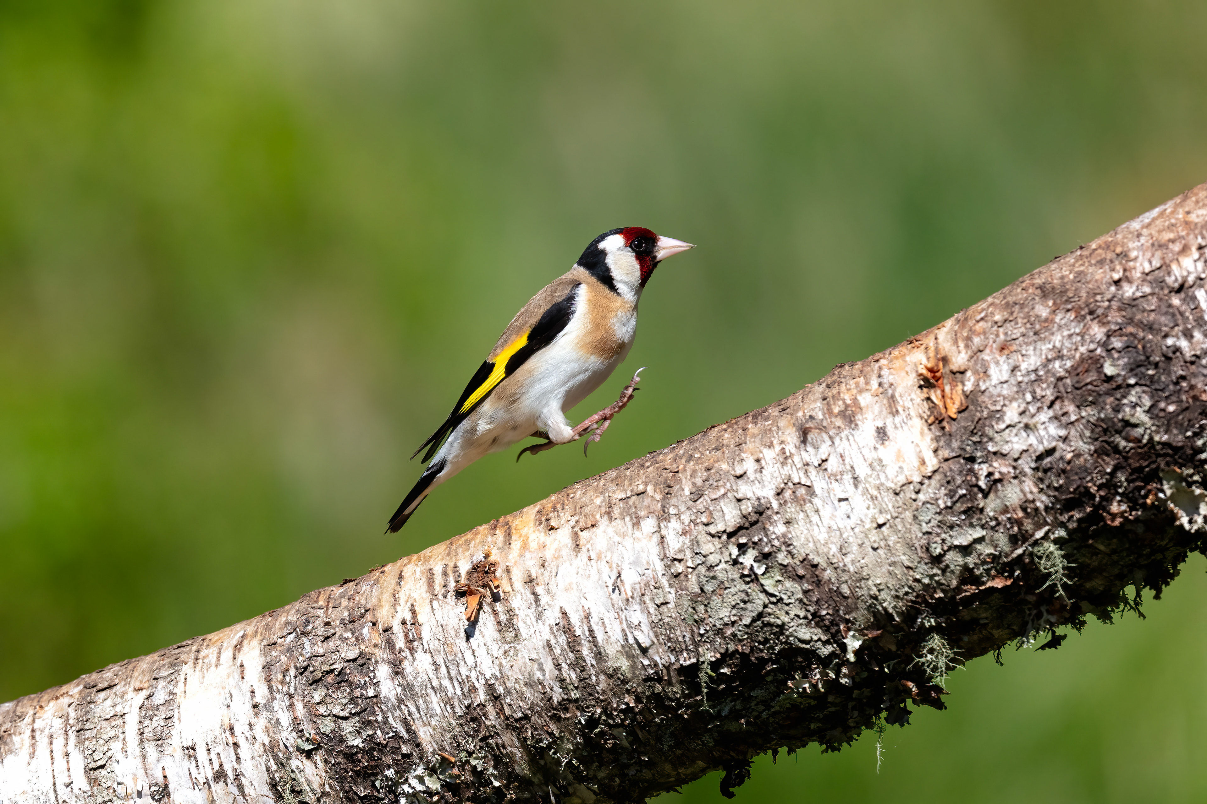 European Goldfinch