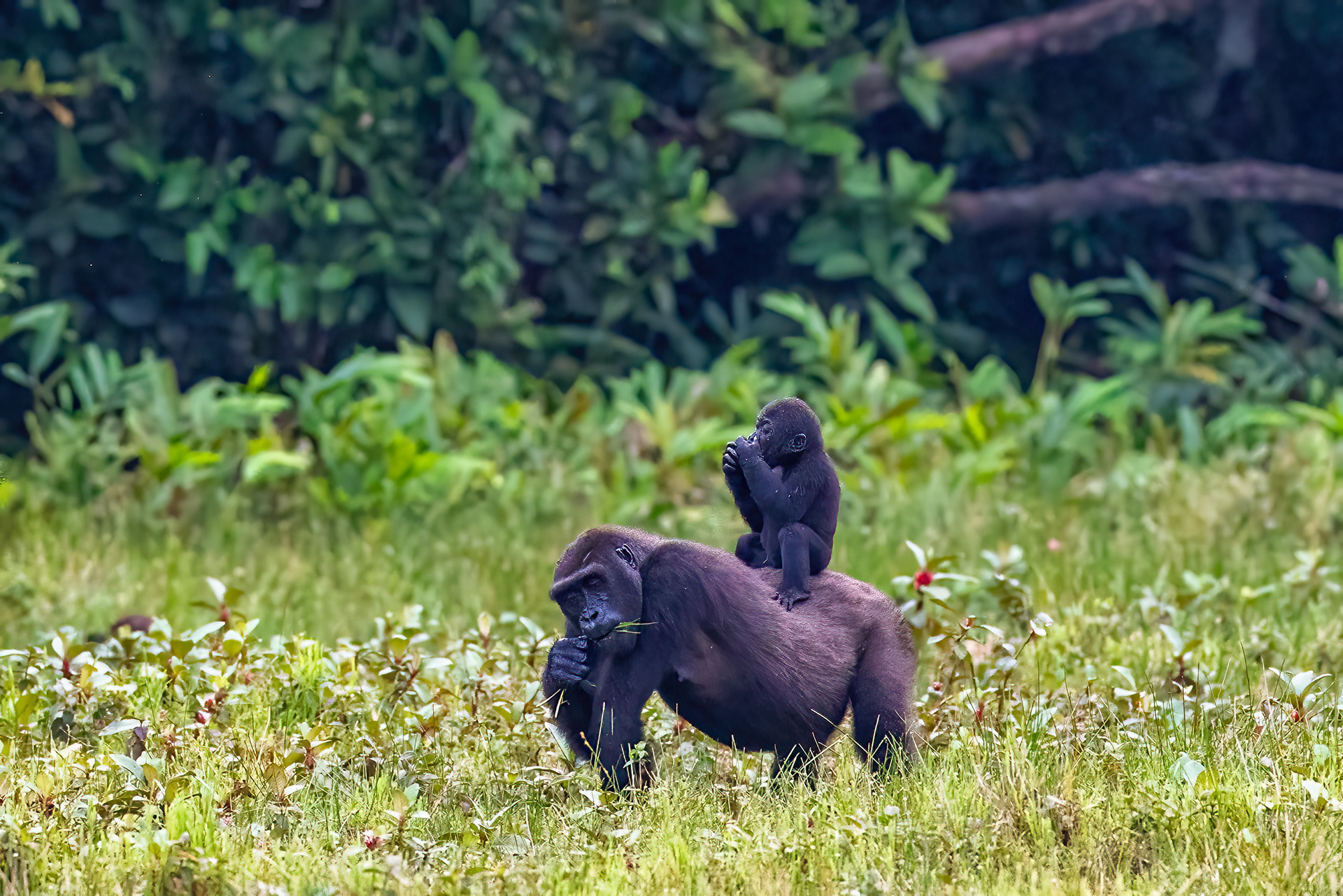 Western Lowland Gorilla mother and baby - Odzala, Republic of Congo