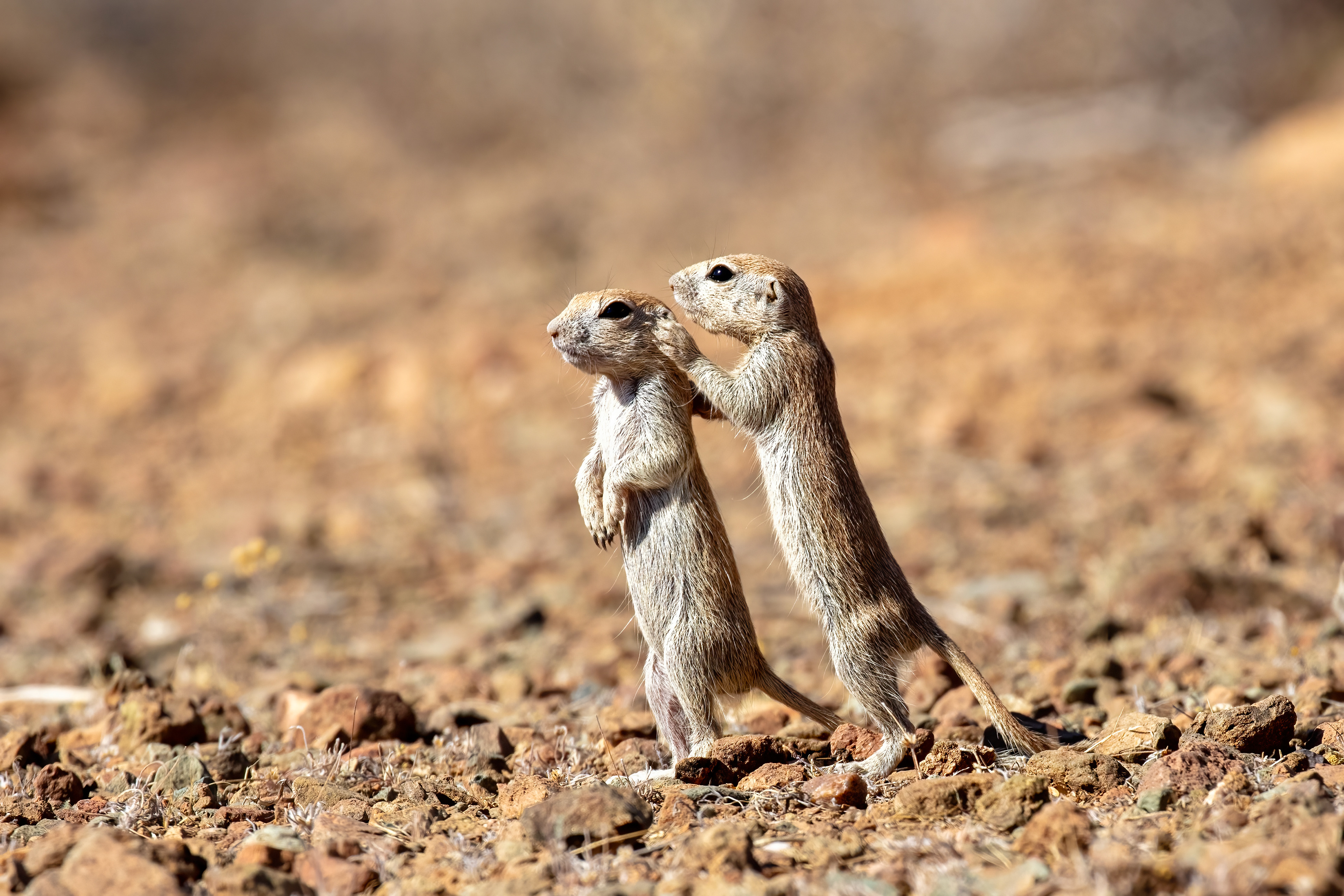 Young Ground Squirrels - Arizona