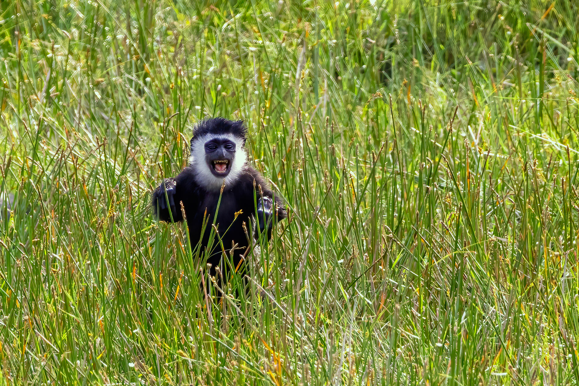 Black & White Colobus baby - Odzala, Republic of Congo - RM