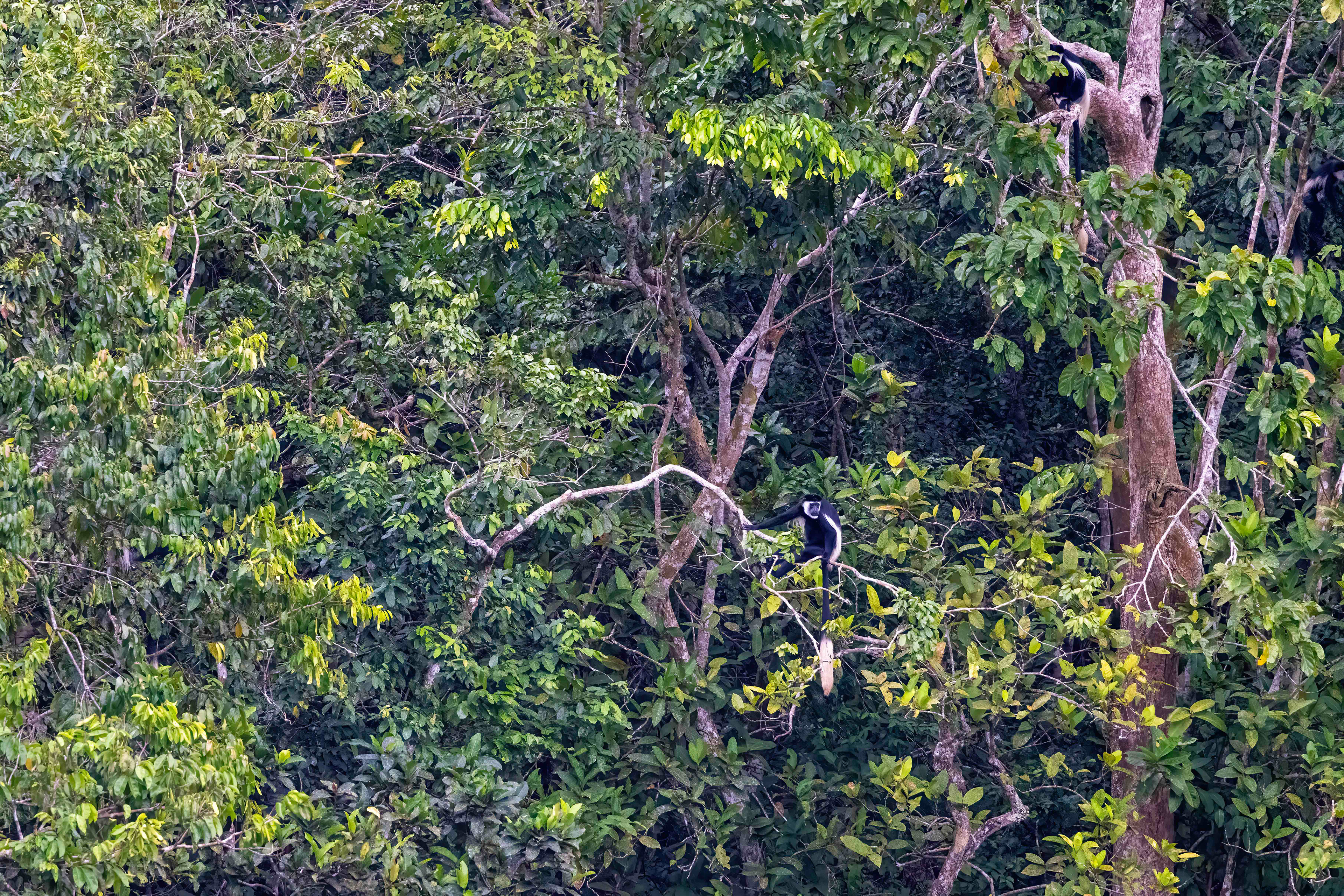 Black & White Colobus Monkey - Odzala, Republic of Congo - RM