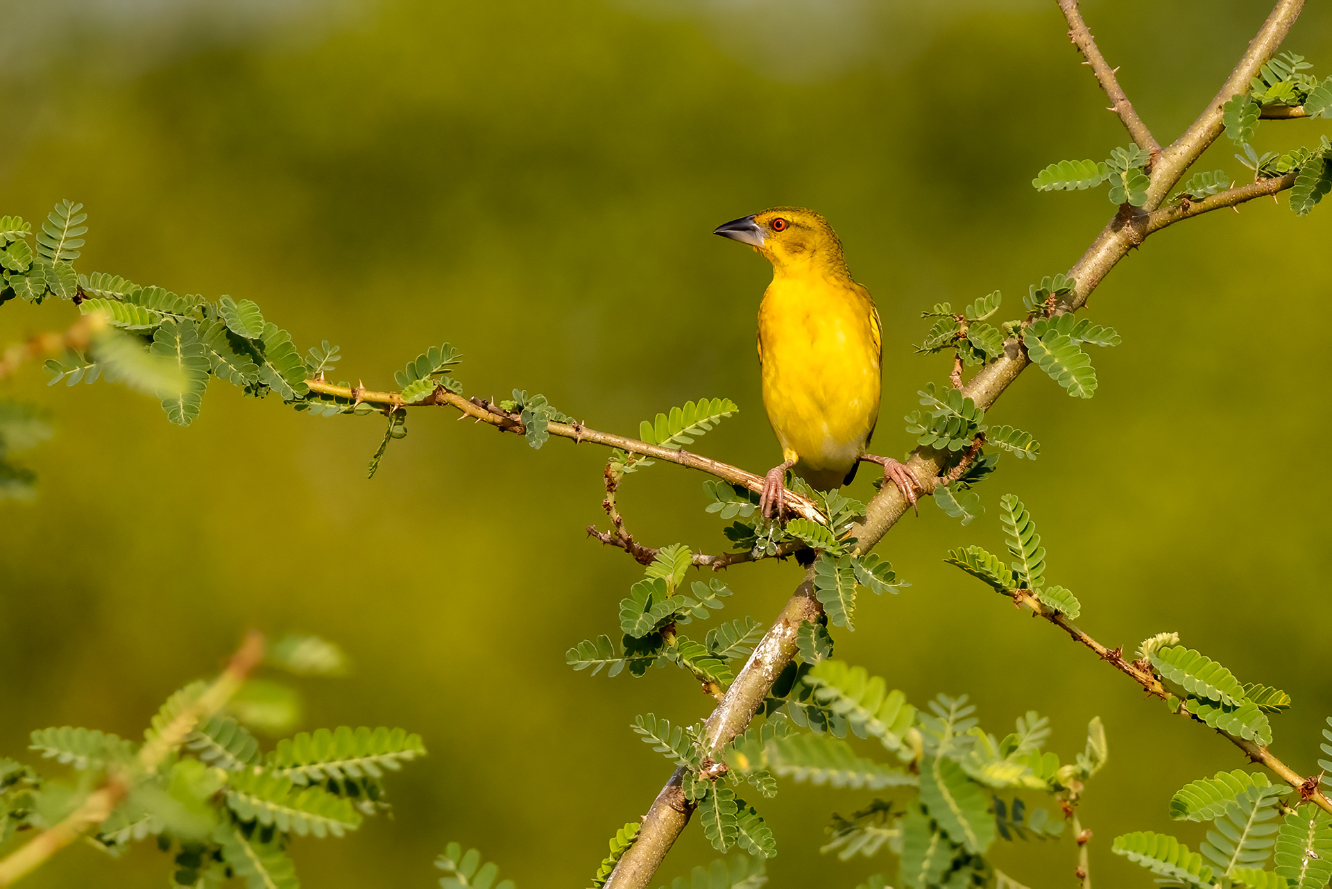 female Black-headed Weaver - Murchison Falls, Uganda - RM