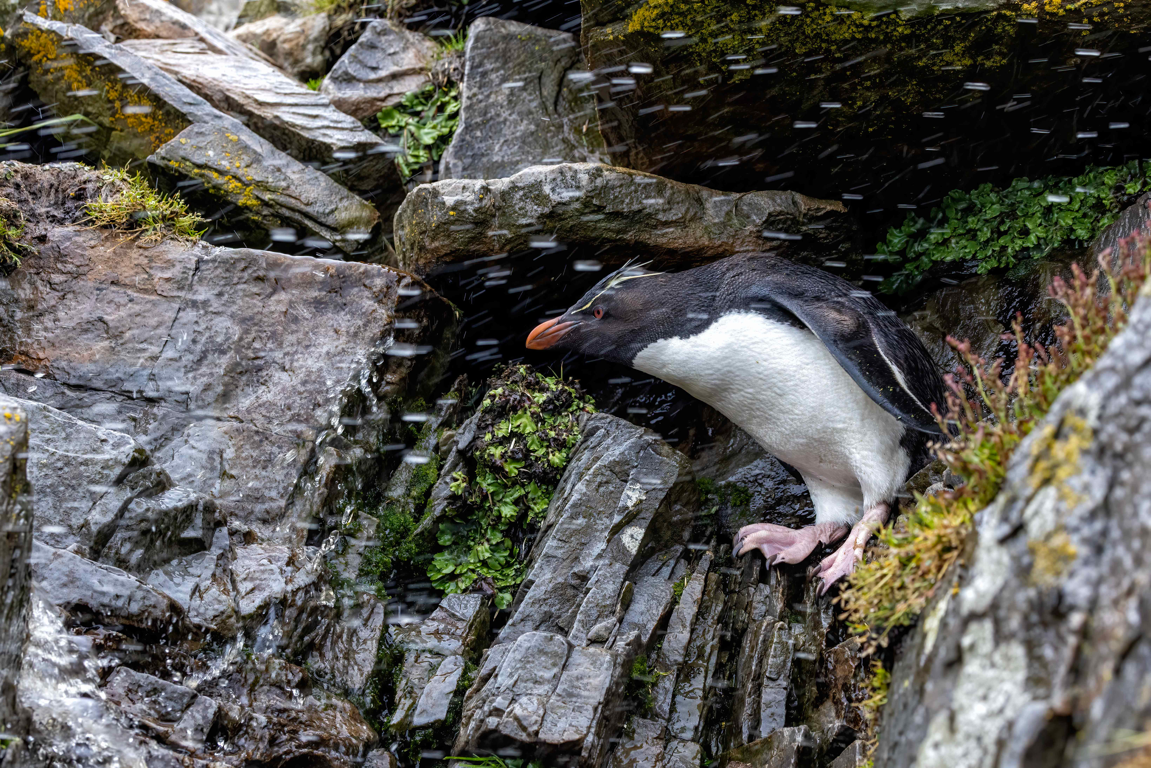 Southern Rockhopper enjoying a shower - Falklands - RM