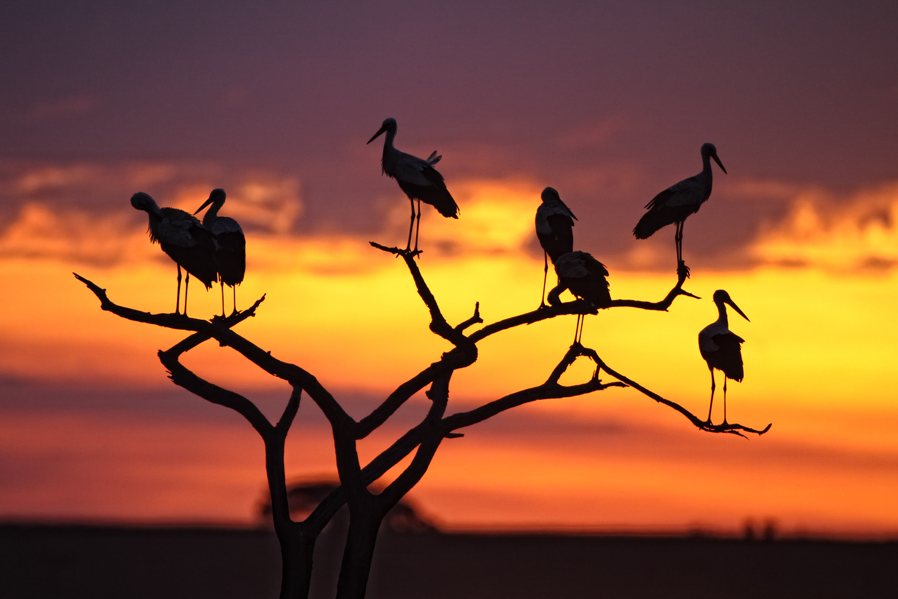 Gathering of Storks at sunset - Masai Mara