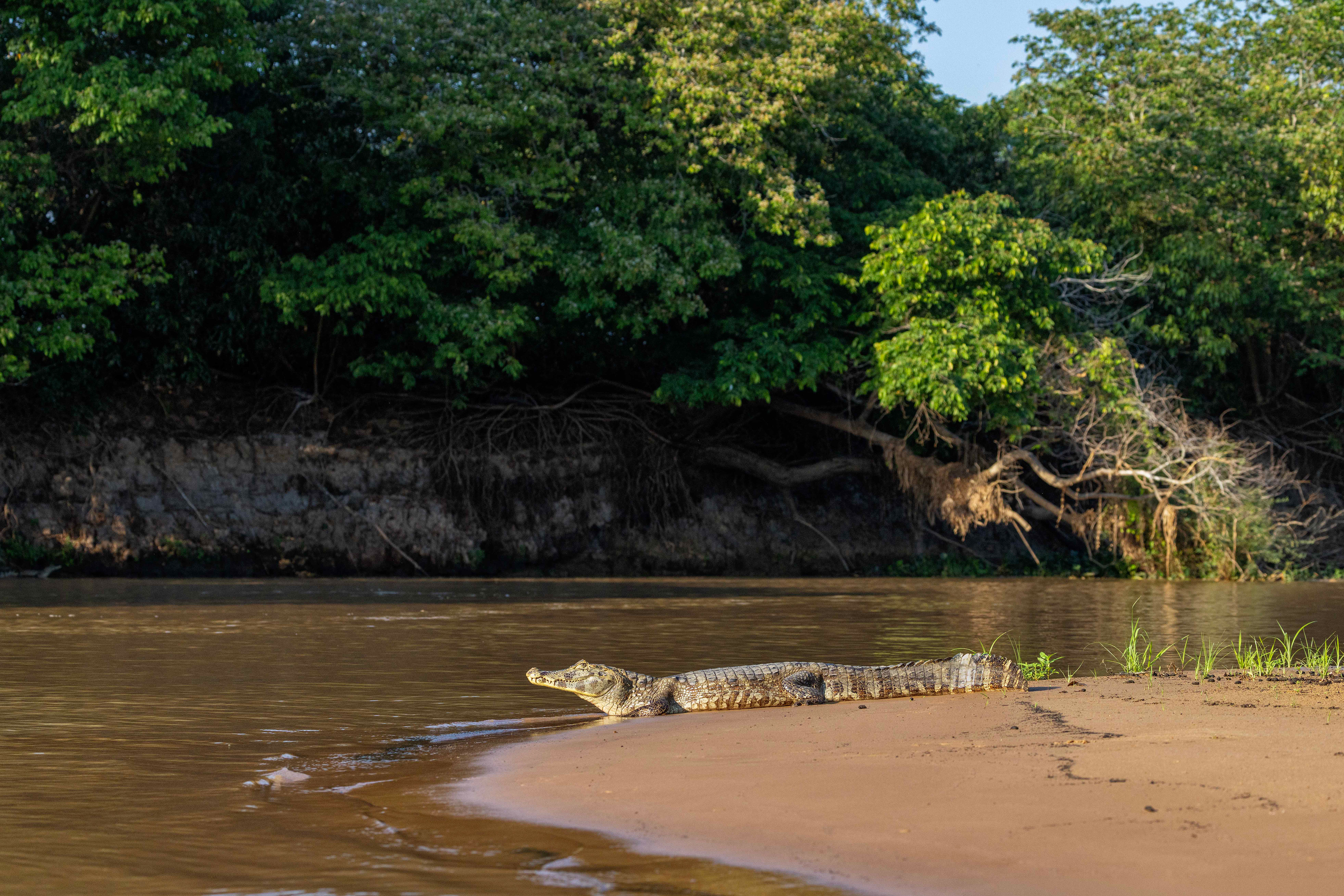 Caiman