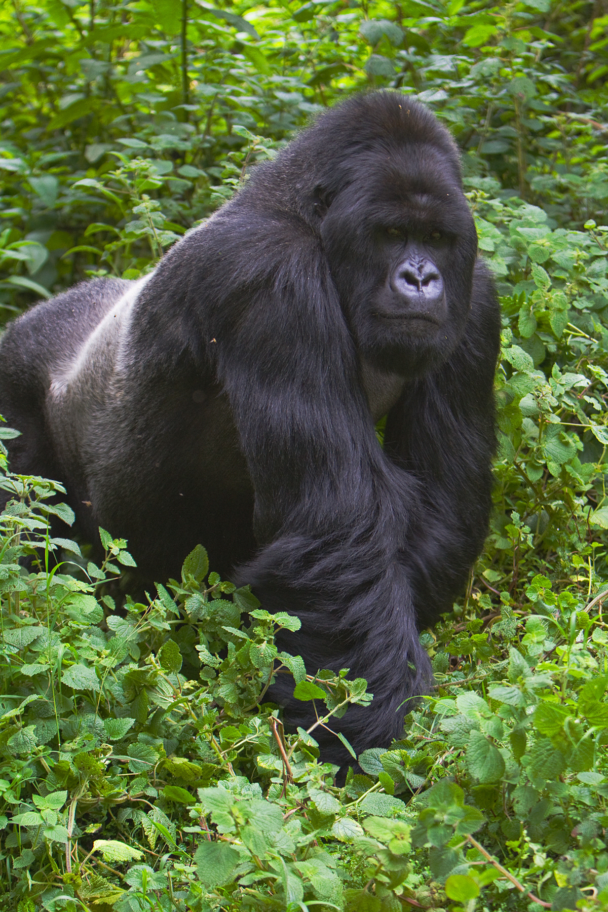Silverback Mountain Gorilla - Rwanda - RM