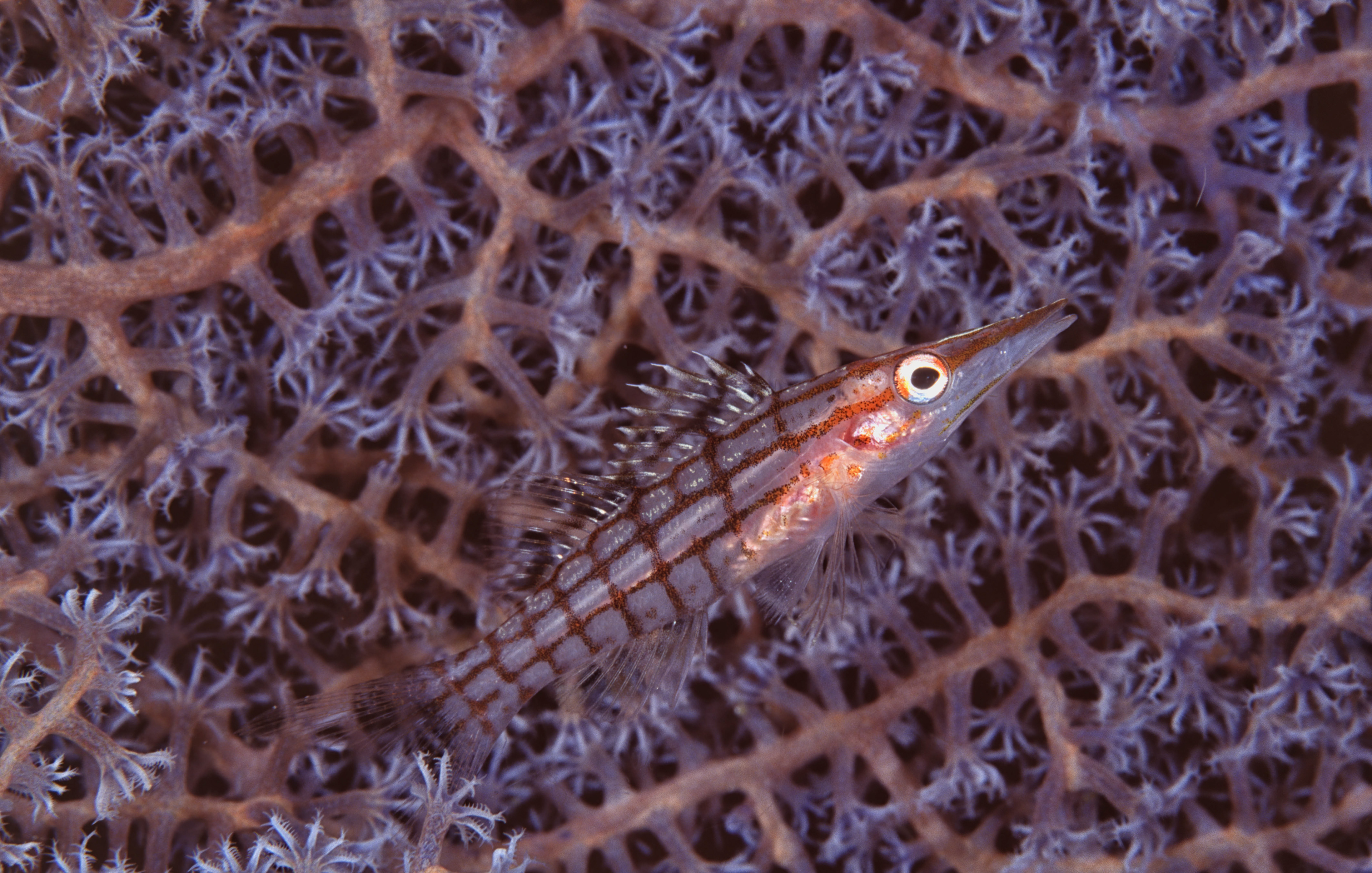 Long-nosed Hawkfish - Papua New Guinea
