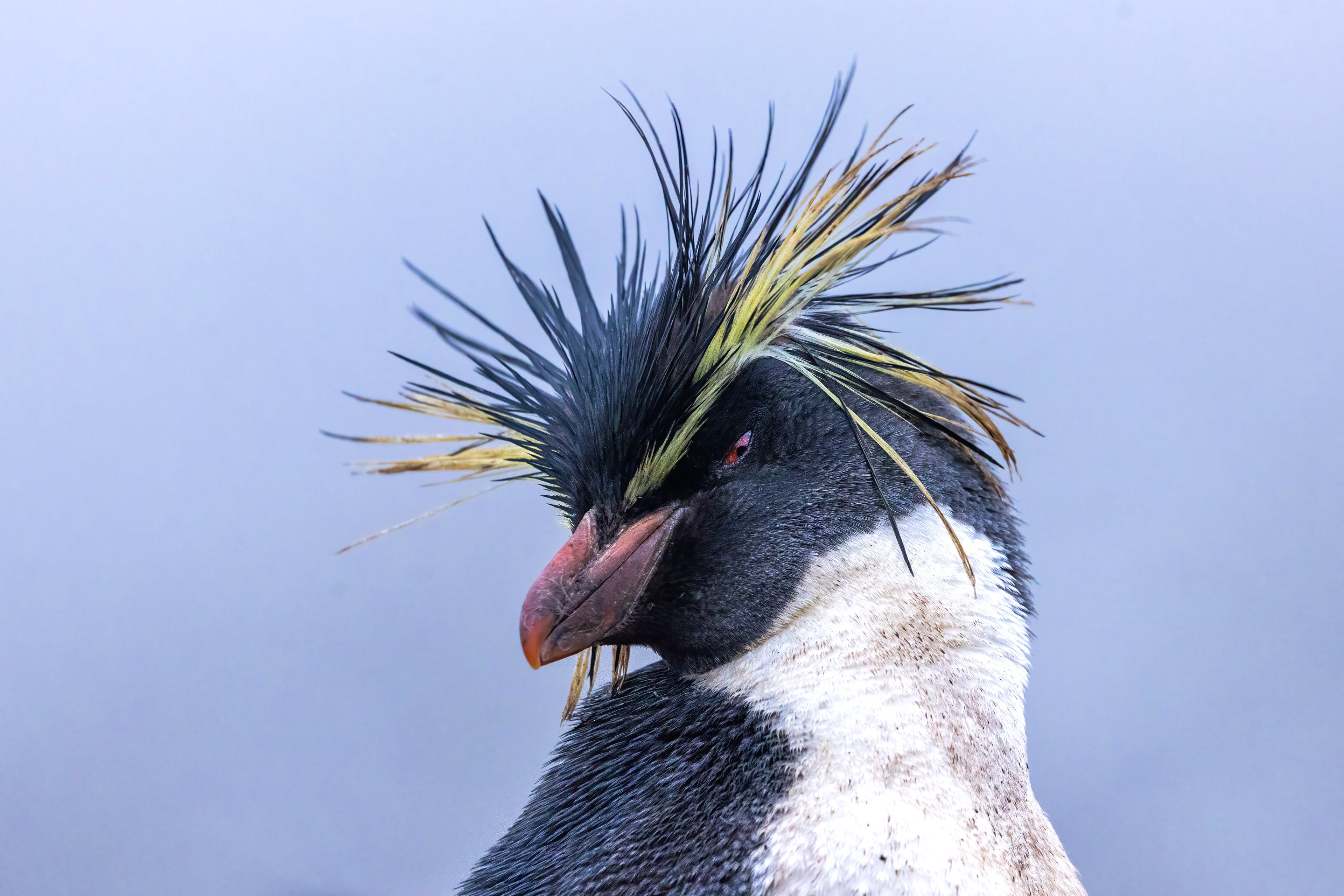 The impressive plumage of a rare Northern Rockhopper - Falklands 