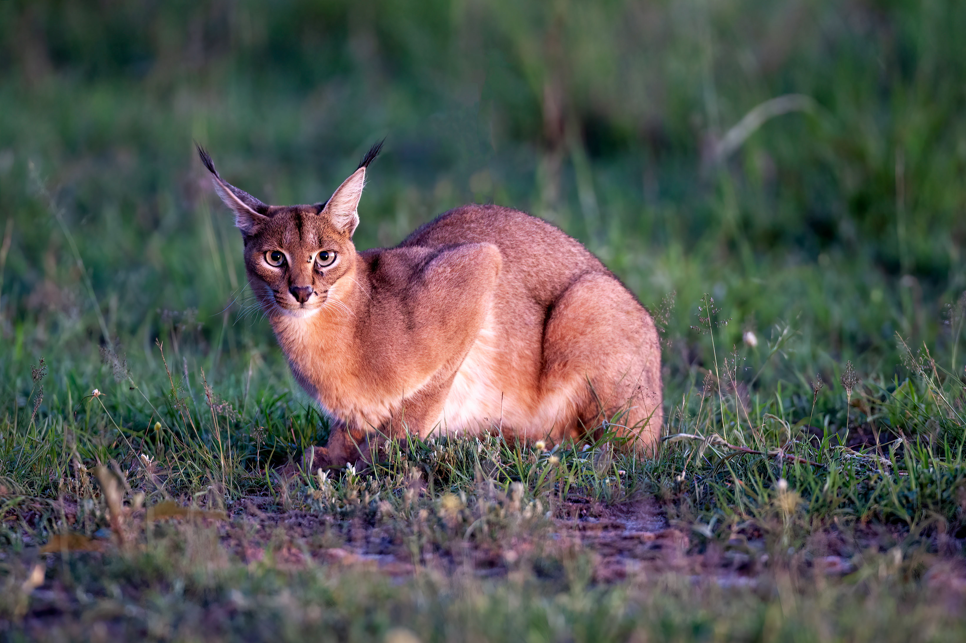 Rarely seen Caracal - Masai Mara